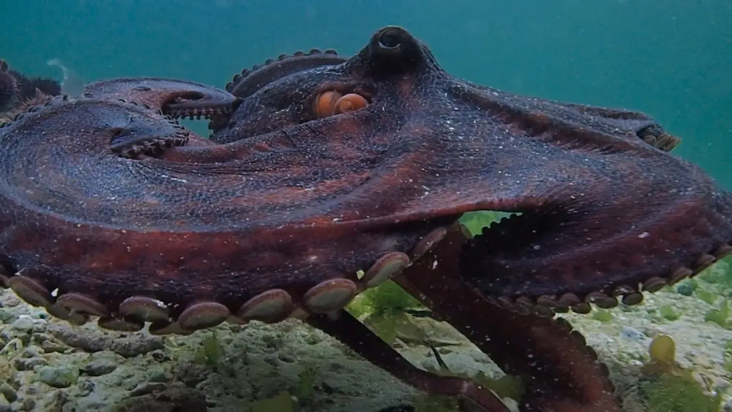A reddish-brown octopus resting on the seabed, its arms and rows of suckers spread over the sand and pebbles.