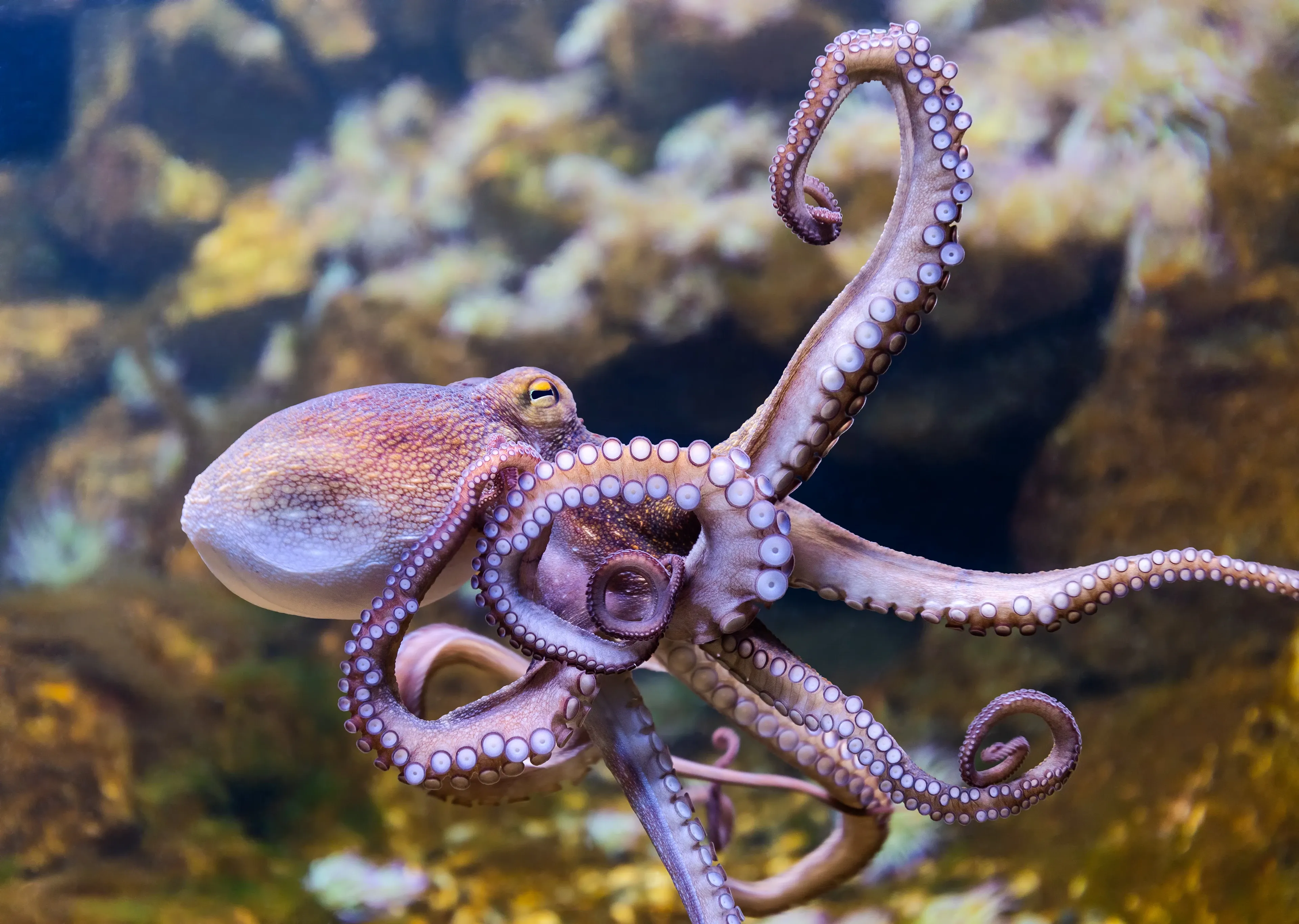 A common octopus swims past a rocky reef, long arms curling in different directions. Pink-and-tan bumpy skin and rows of round white suckers show as it glides through the water.