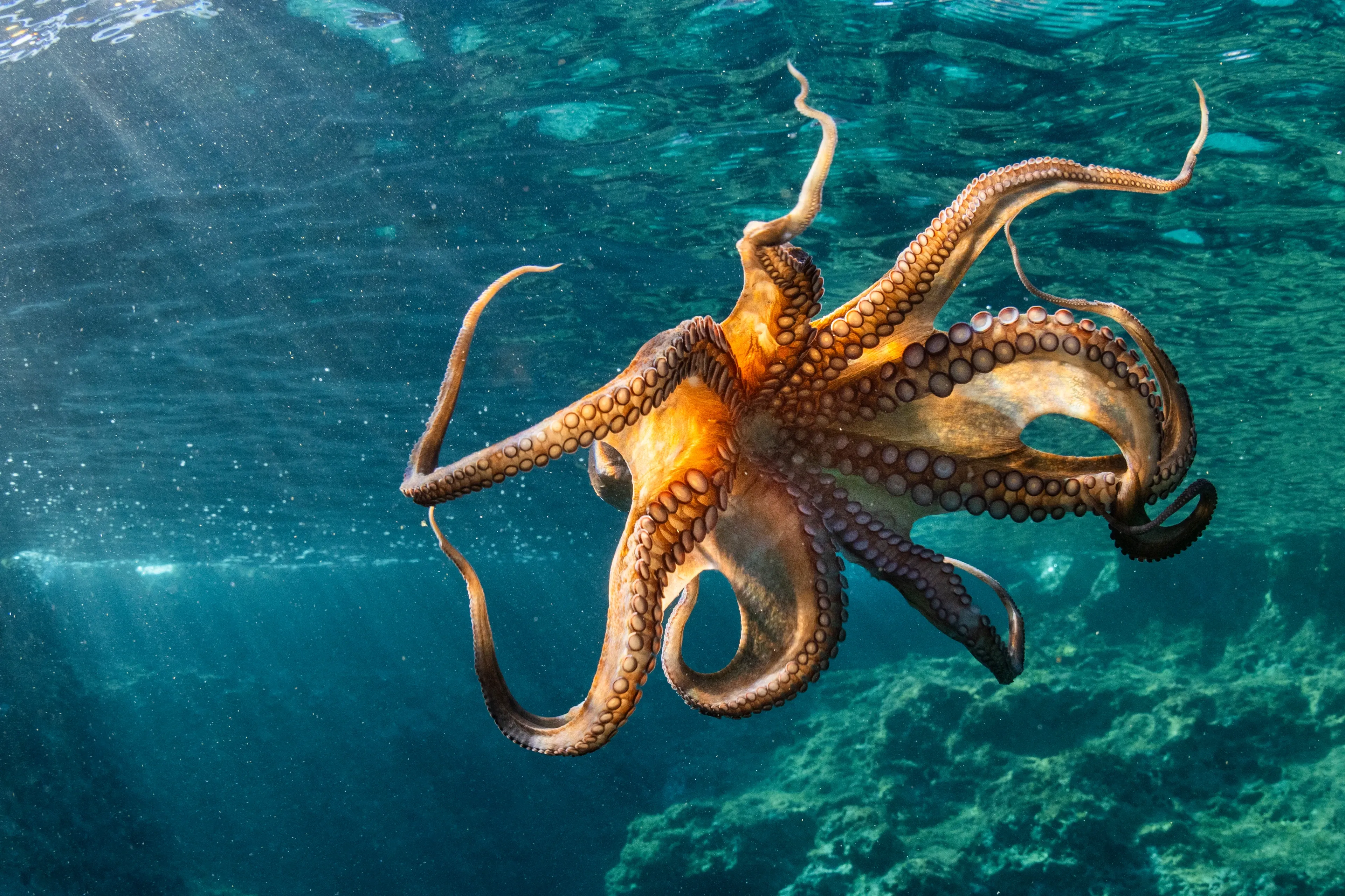 A common octopus floats in sunlit turquoise water with eight arms spread, some curled at the tips to show pale suction cups. Mottled reddish-brown skin glows golden-orange above a rocky seabed.
