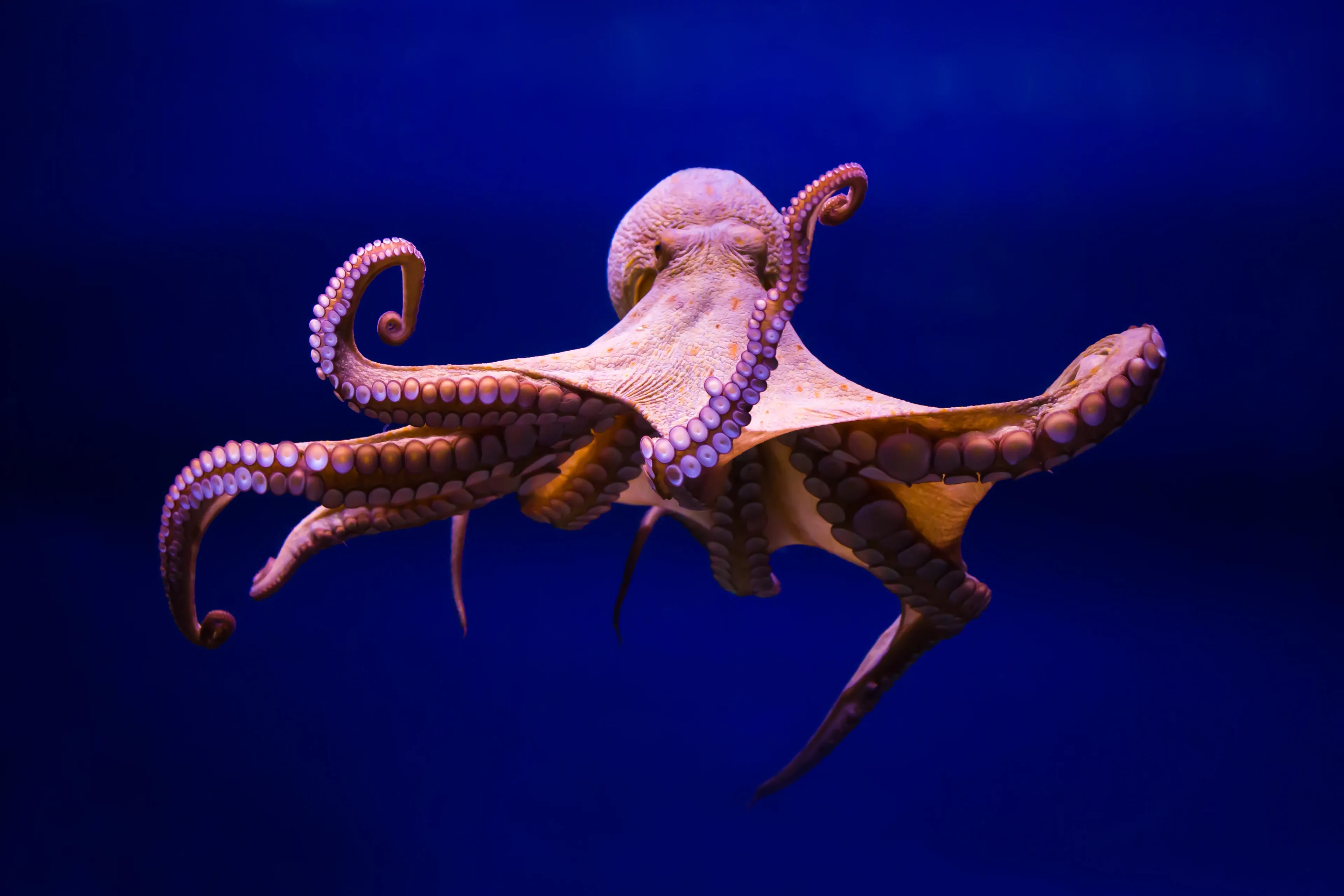A common octopus faces forward in deep blue water, rounded head on top and eight arms spread in all directions. Mottled pinkish-tan skin and rows of suckers catch the light from above.