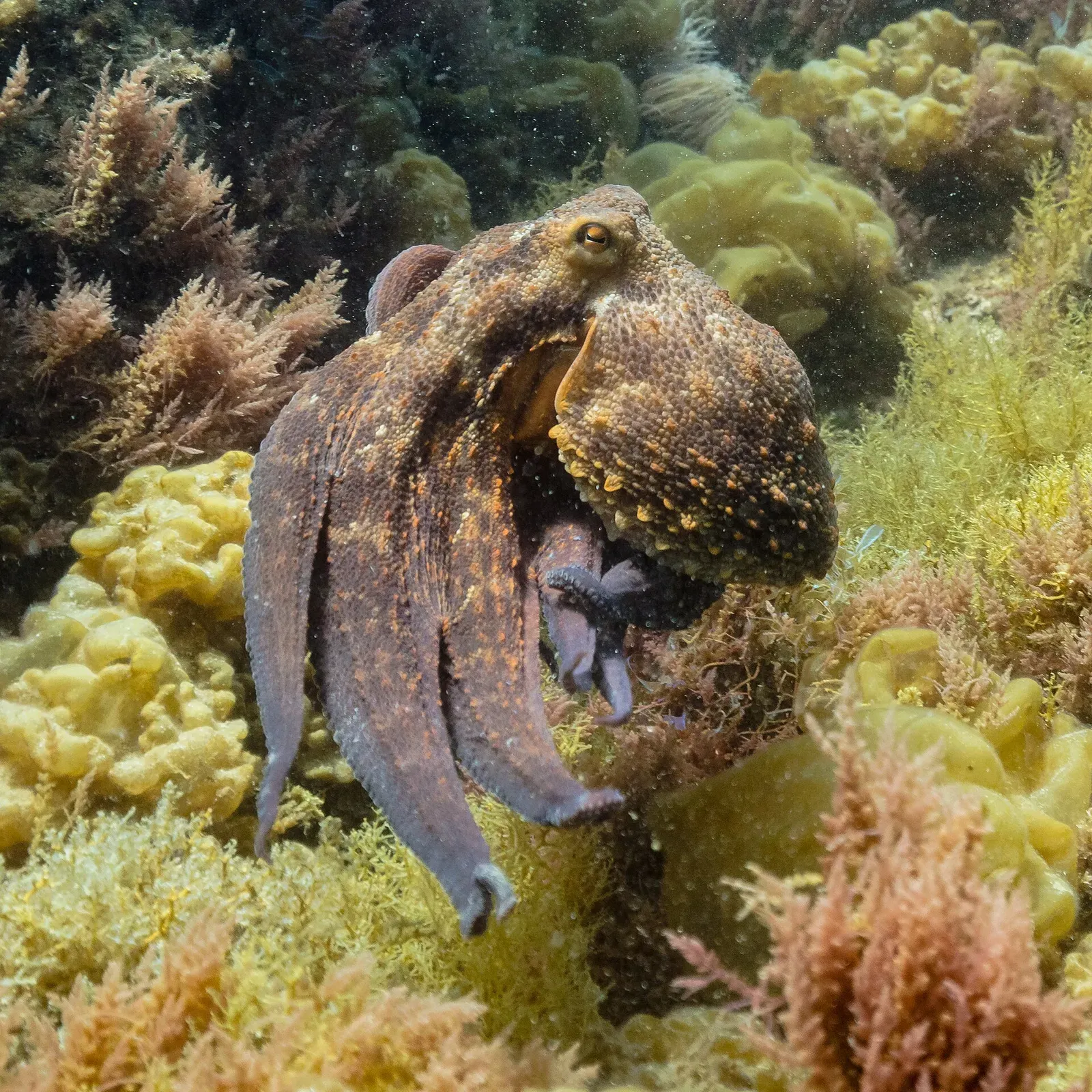 A brown common octopus moving across a colourful rocky seabed, with its eye, textured mantle and several arms visible.