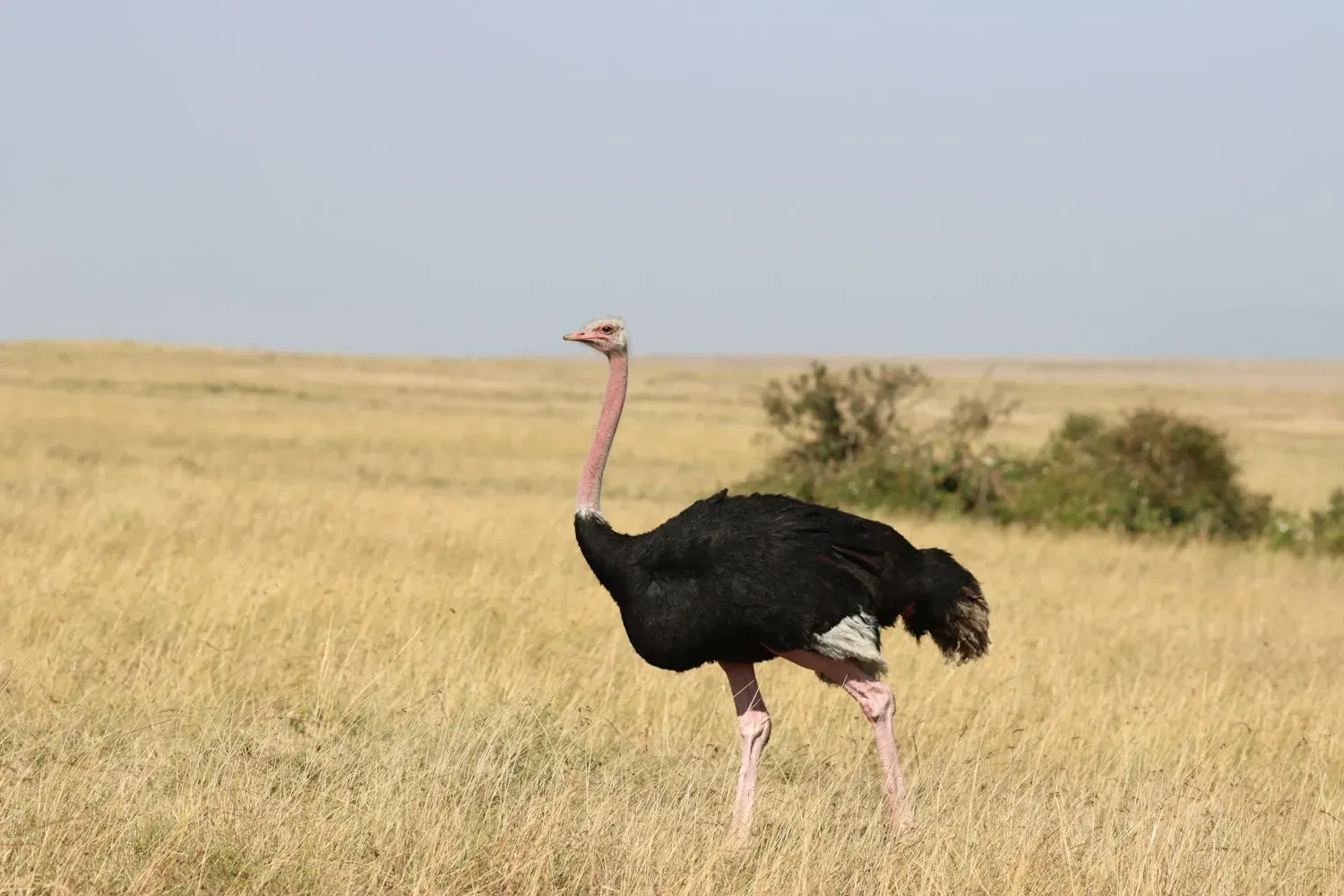 A male common ostrich with black-and-white plumage and a long pink neck and legs walking across dry grassland.