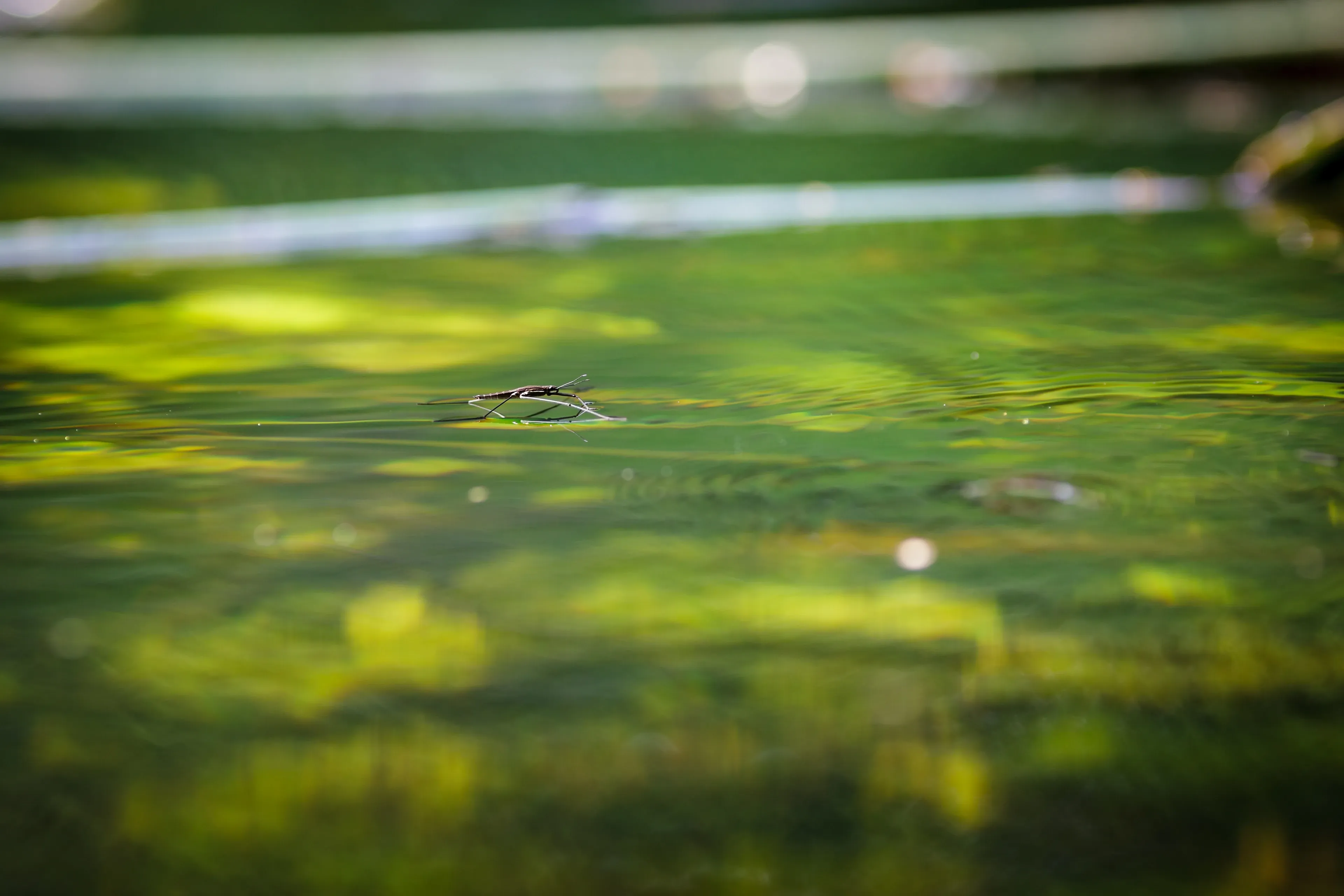 A small, dark common pond skater balances on bright green pond water, with its long, thin legs spread wide. The water around it is softly blurred.