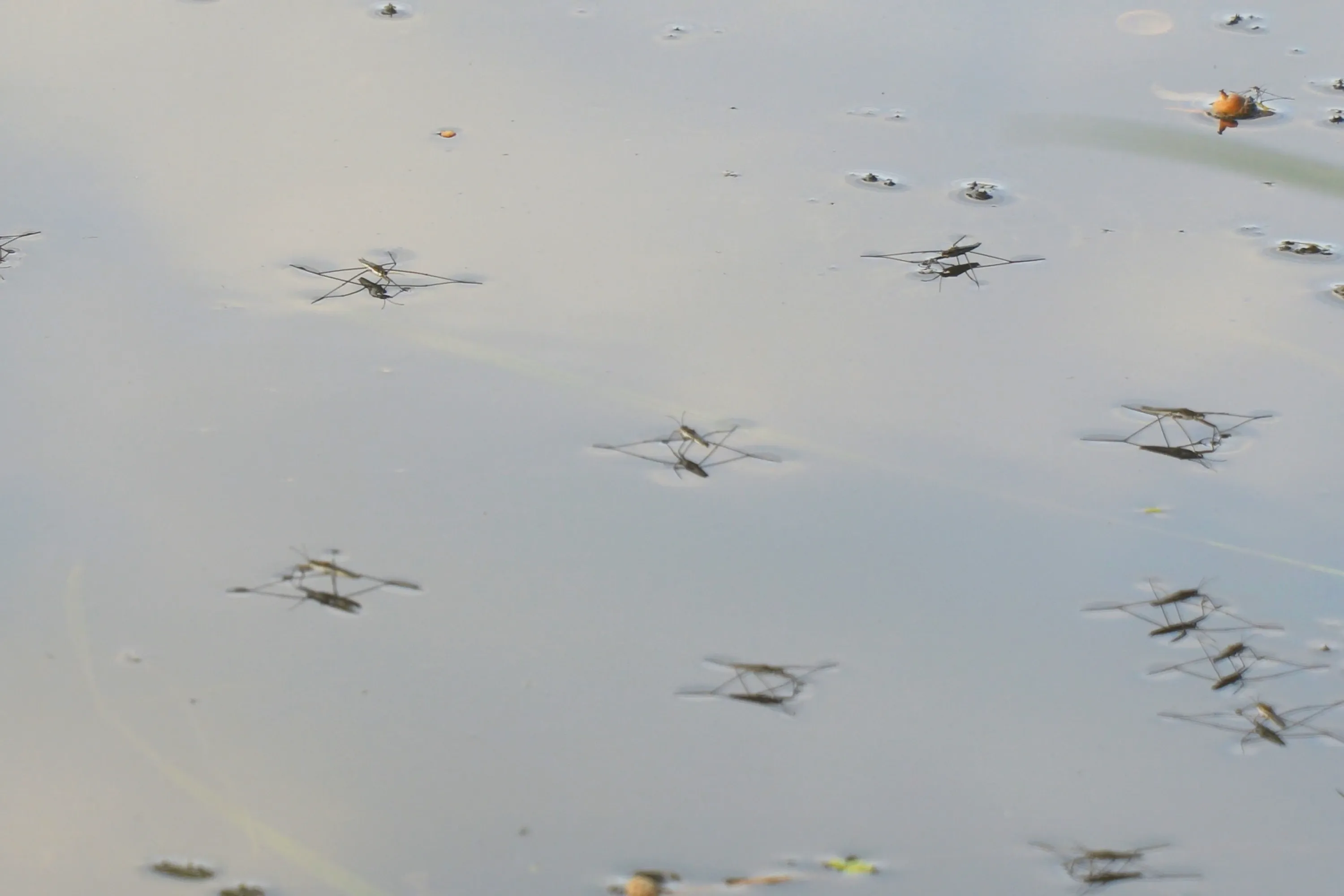 Several common pond skaters with long, spindly legs glide across calm grey water. Some of the dark insects are stacked in pairs, one riding on the other's back.