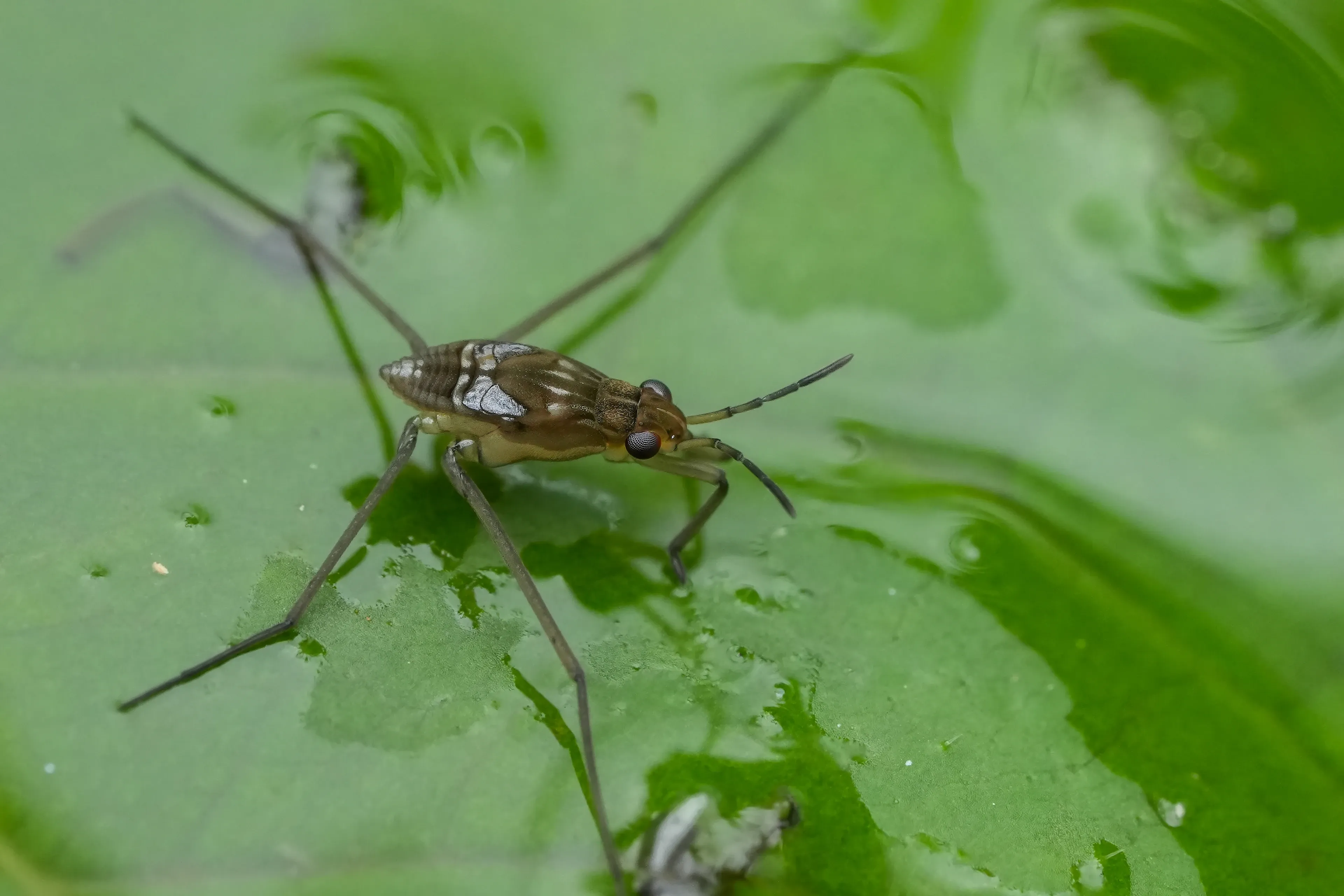 A common pond skater rests on a wet green leaf, its slender tan-and-brown body facing right. Its long legs press into a thin film of water, making tiny circular ripples.