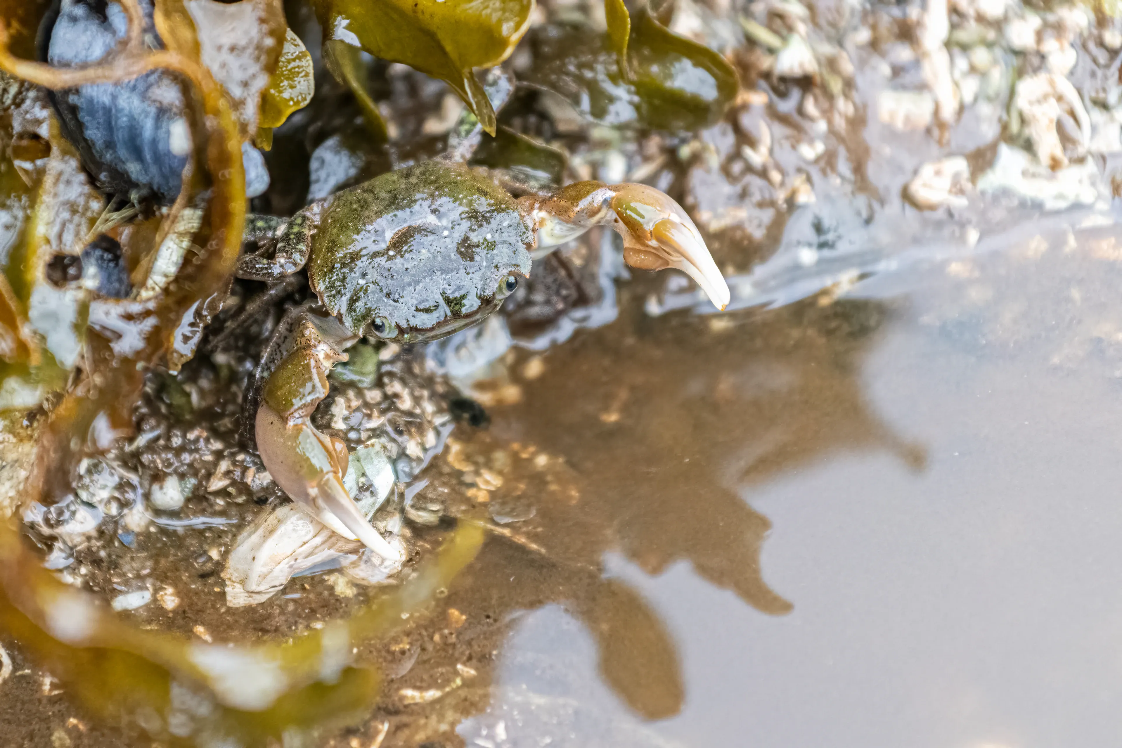 A common shore crab stands at the edge of a shallow tide pool beside wet dark-green seaweed, holding one pale tan pincer in the air. Its mottled olive-green shell is reflected in the still water, on wet sand scattered with broken white shells.
