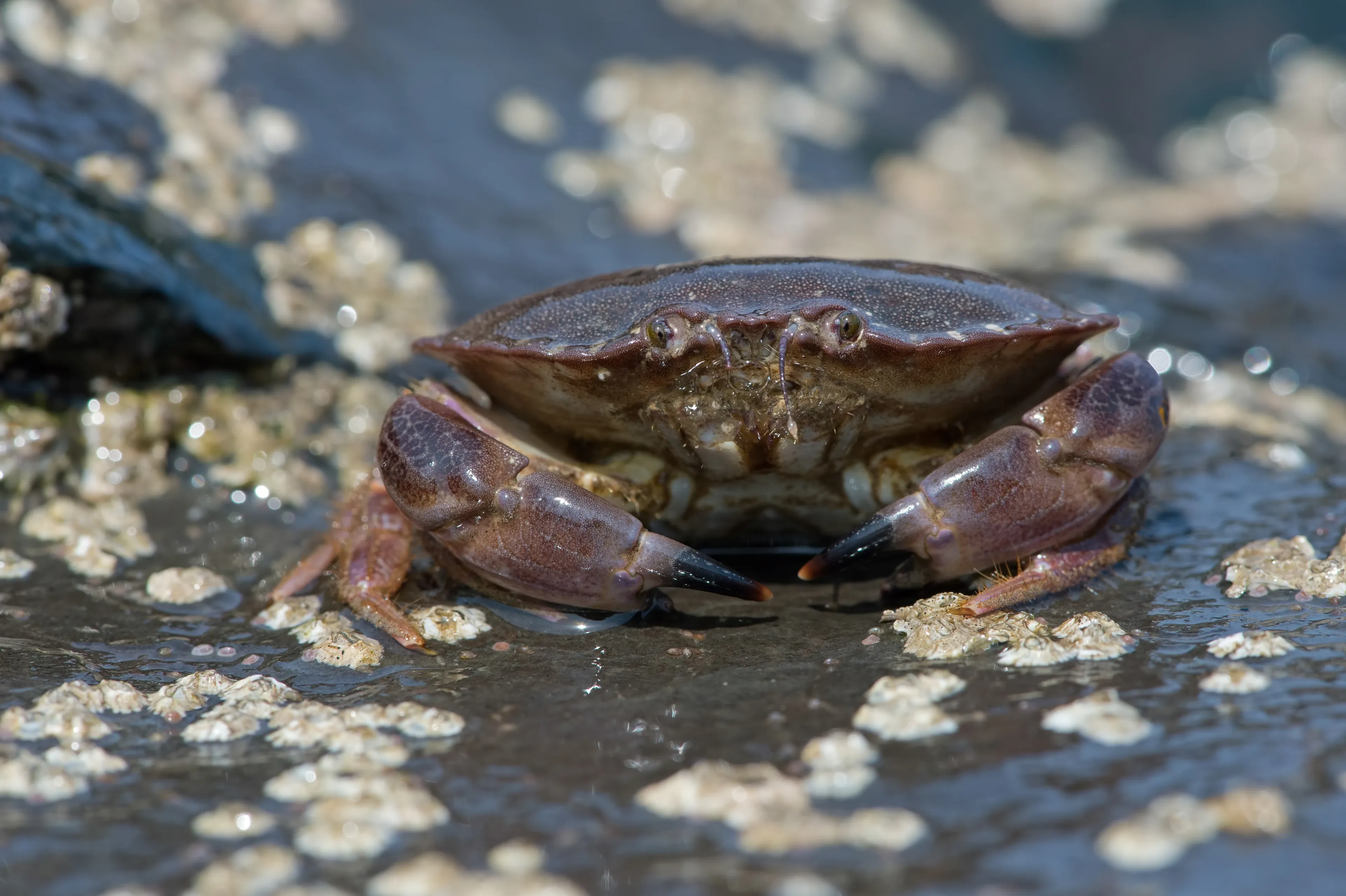 A common shore crab sits on a dark, wet rock covered in tiny white barnacles. Its smooth shell is deep reddish-purple, and its two large front claws have sharp black tips.
