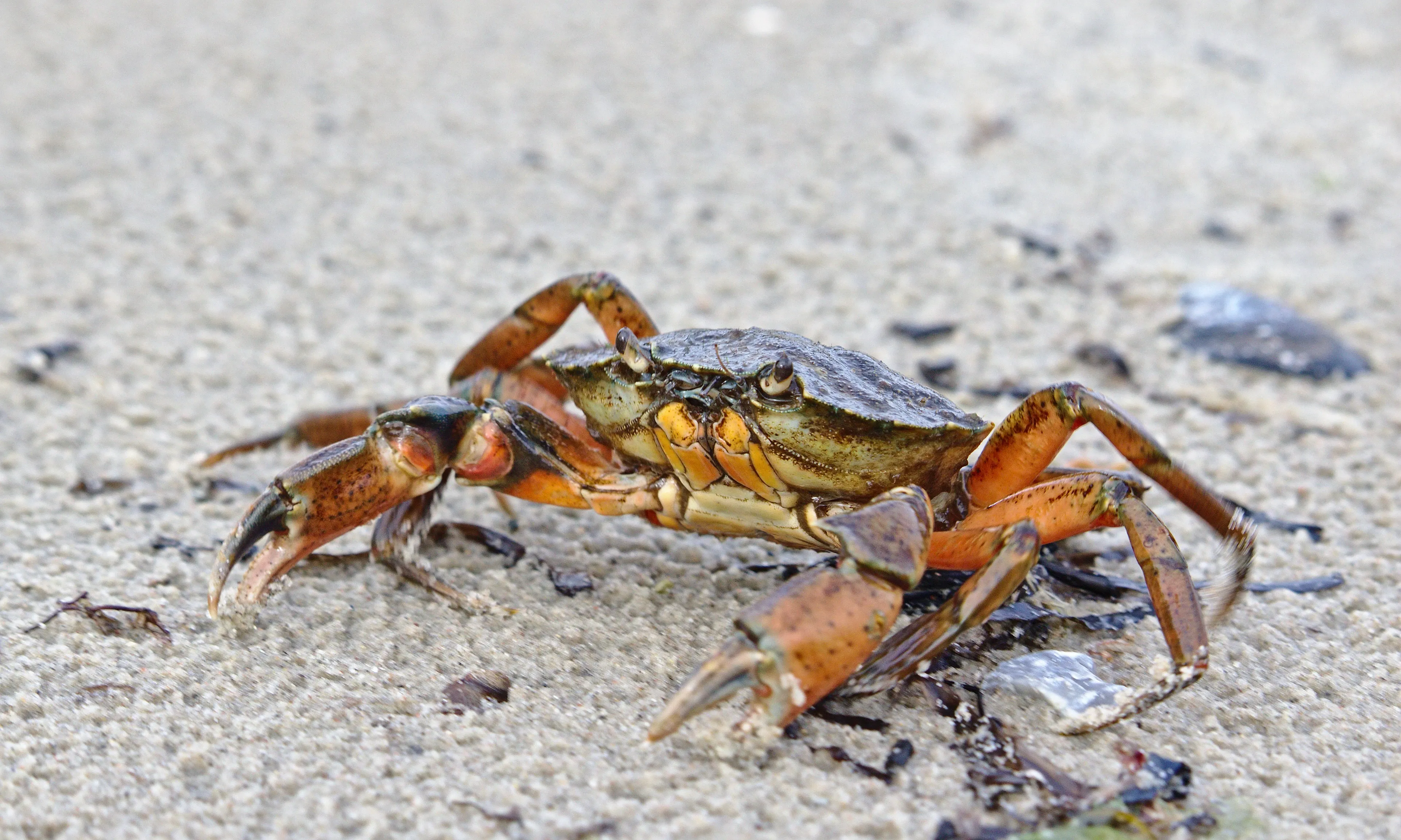 A common shore crab stands on damp light-grey sand with its legs spread wide and pincers held out in front. Its rounded shell is dark olive-green, while its legs and claws are bright orange and reddish-brown.