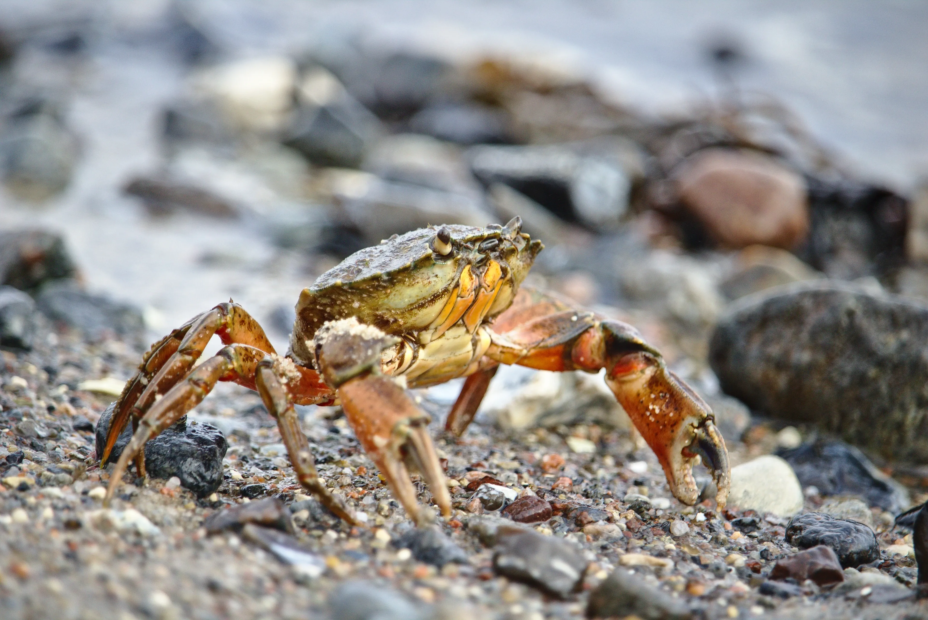 A common shore crab stands on a pebbly beach of wet sand and small grey, tan, and brown stones. Its rounded shell is dark olive-green, and its orange-red legs have a little sand clinging to them.