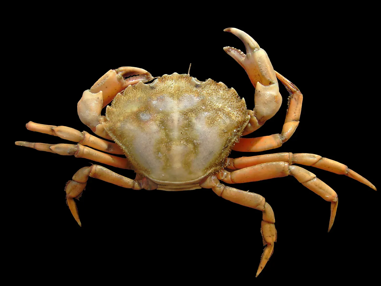 A common shore crab seen from above against a black background, with a fan-shaped greenish carapace, walking legs and two claws.