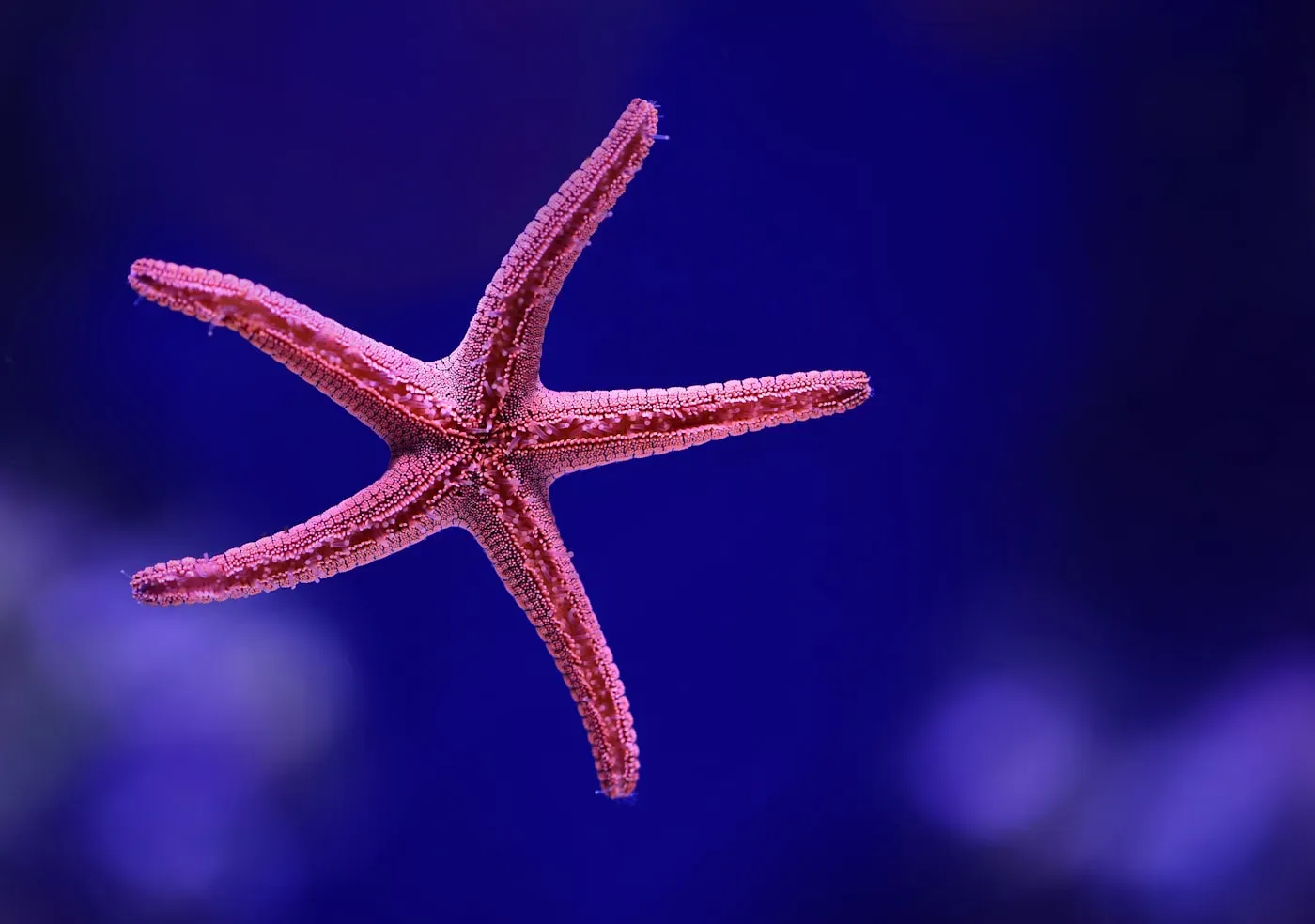 A five-armed sea star with rows of tube feet, seen against deep blue water.