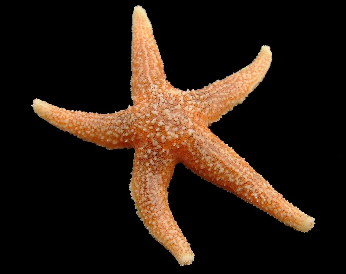 An orange common starfish with five bumpy arms photographed from above against a black background.