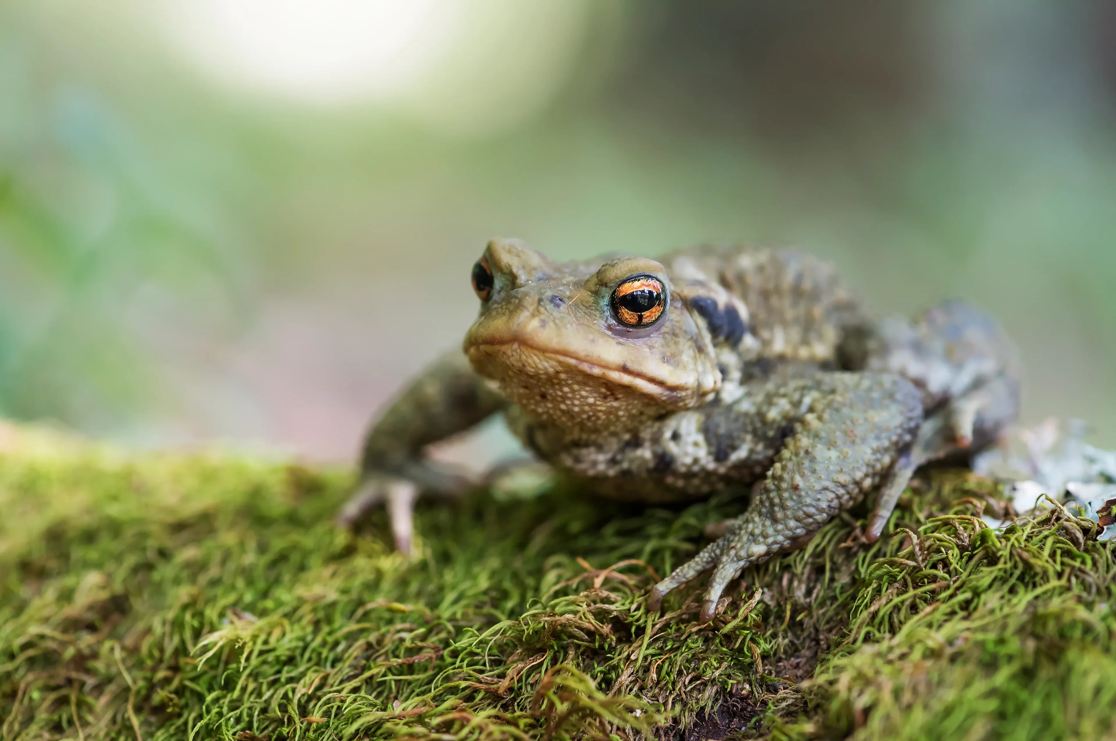 A common toad rests on a thick bed of green moss, facing the viewer at a slight angle. Its bumpy brown-and-grey skin and large orange-copper eyes stand out against the soft forest greens behind it.
