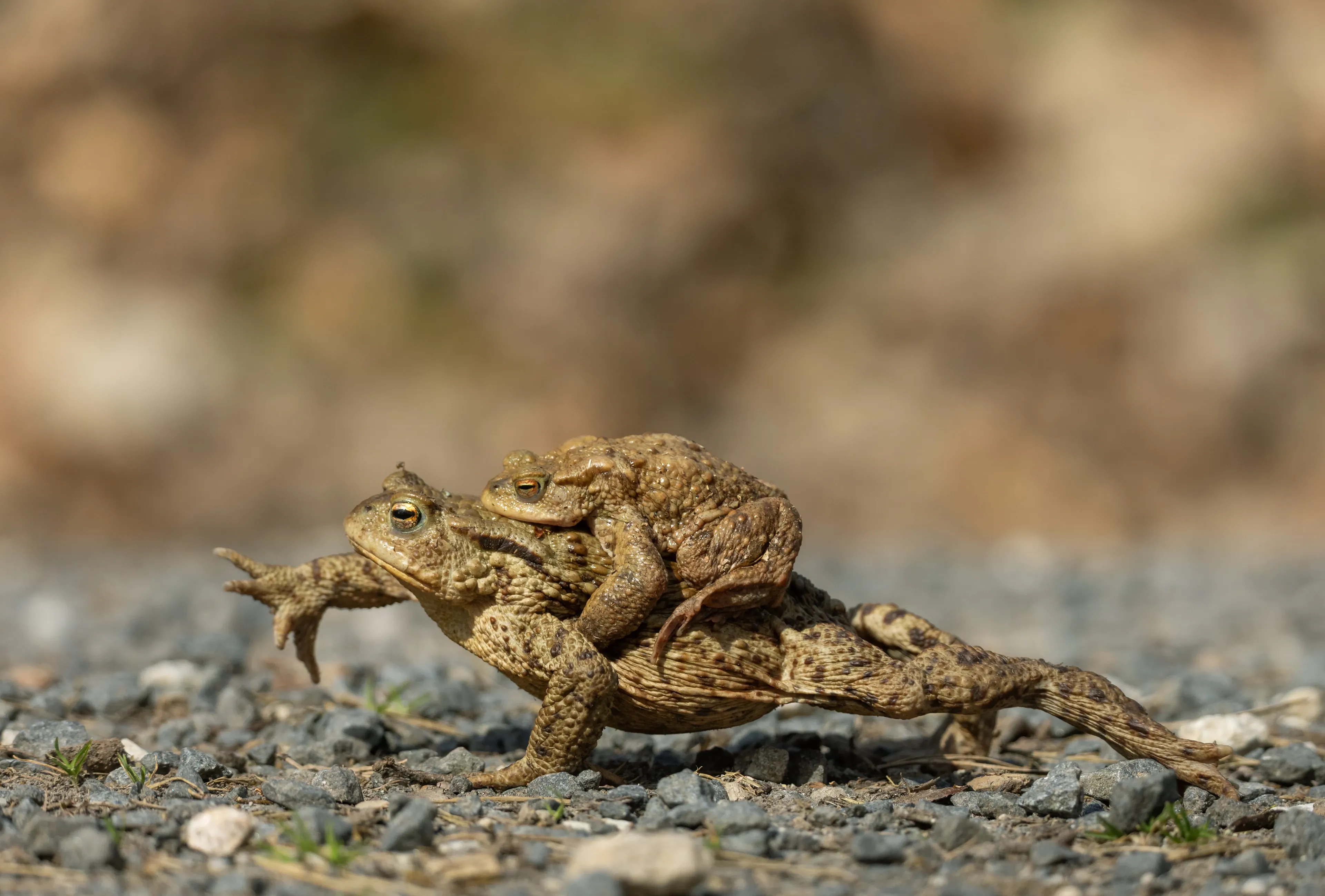 A large common toad walks across a grey gravel path with a smaller common toad riding on its back. Both have bumpy tan-and-brown skin and bright golden eyes.