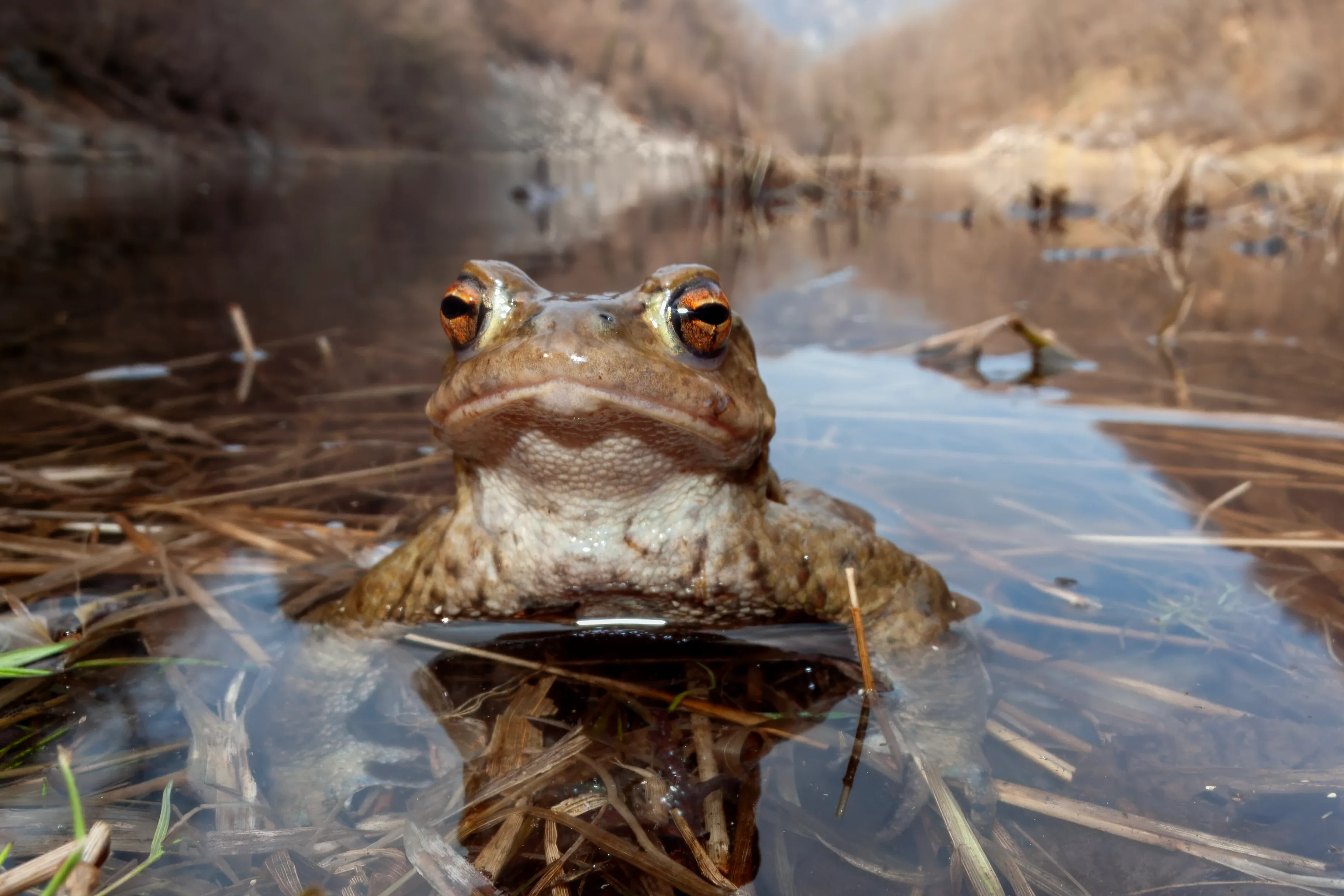 A common toad sits in a shallow pond, looking straight at the viewer with bright orange-gold eyes. Its bumpy brown-and-tan skin is reflected in the clear water among dried golden reeds.