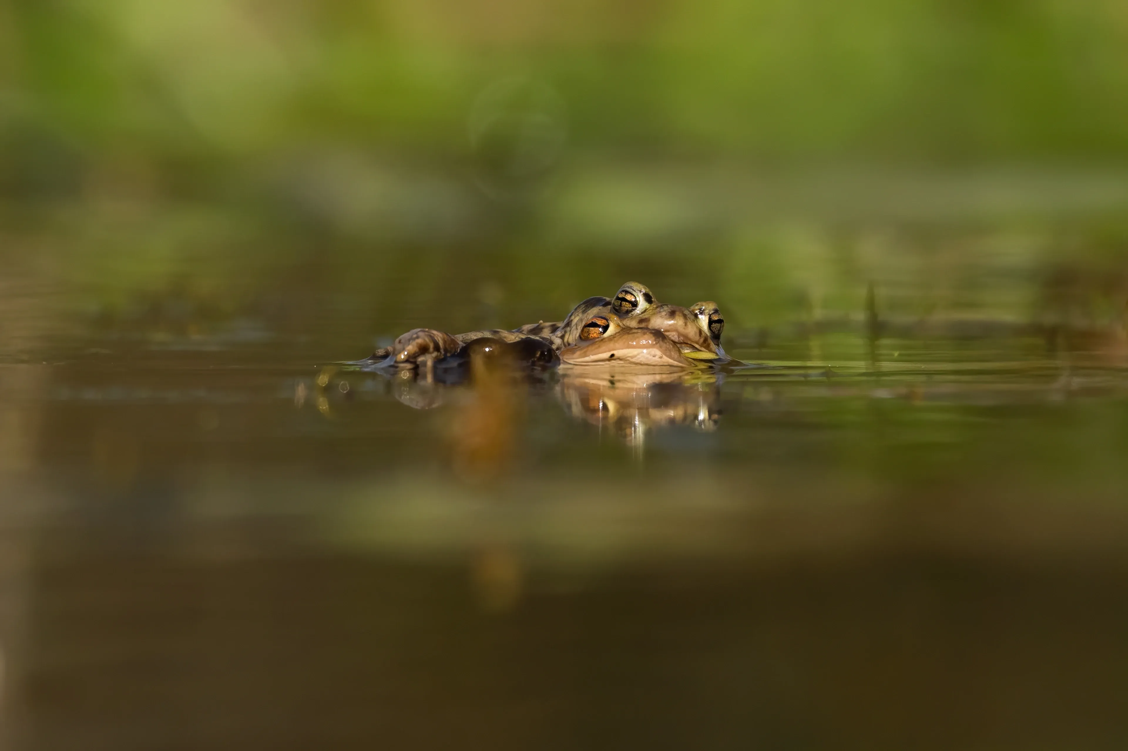 A common toad peeks from the surface of a pond, with only its golden eyes and snout above the water. Its mottled brown and tan skin blends with the murky water and soft green plants behind it.