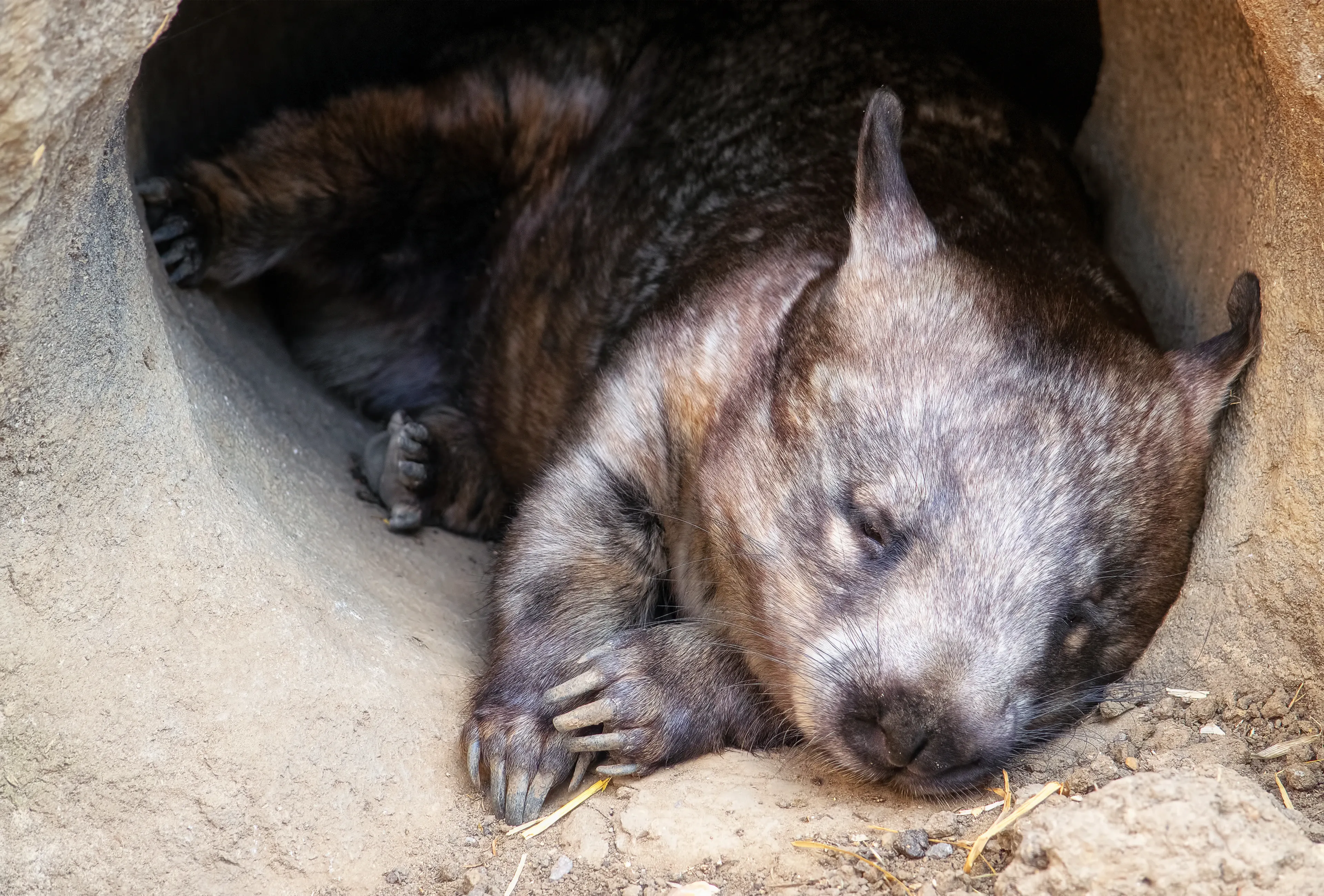 A Common Wombat sleeps curled on its side inside a dirt burrow, eyes closed and sturdy claws tucked near its face. Straw and packed earth surround the snug tunnel.