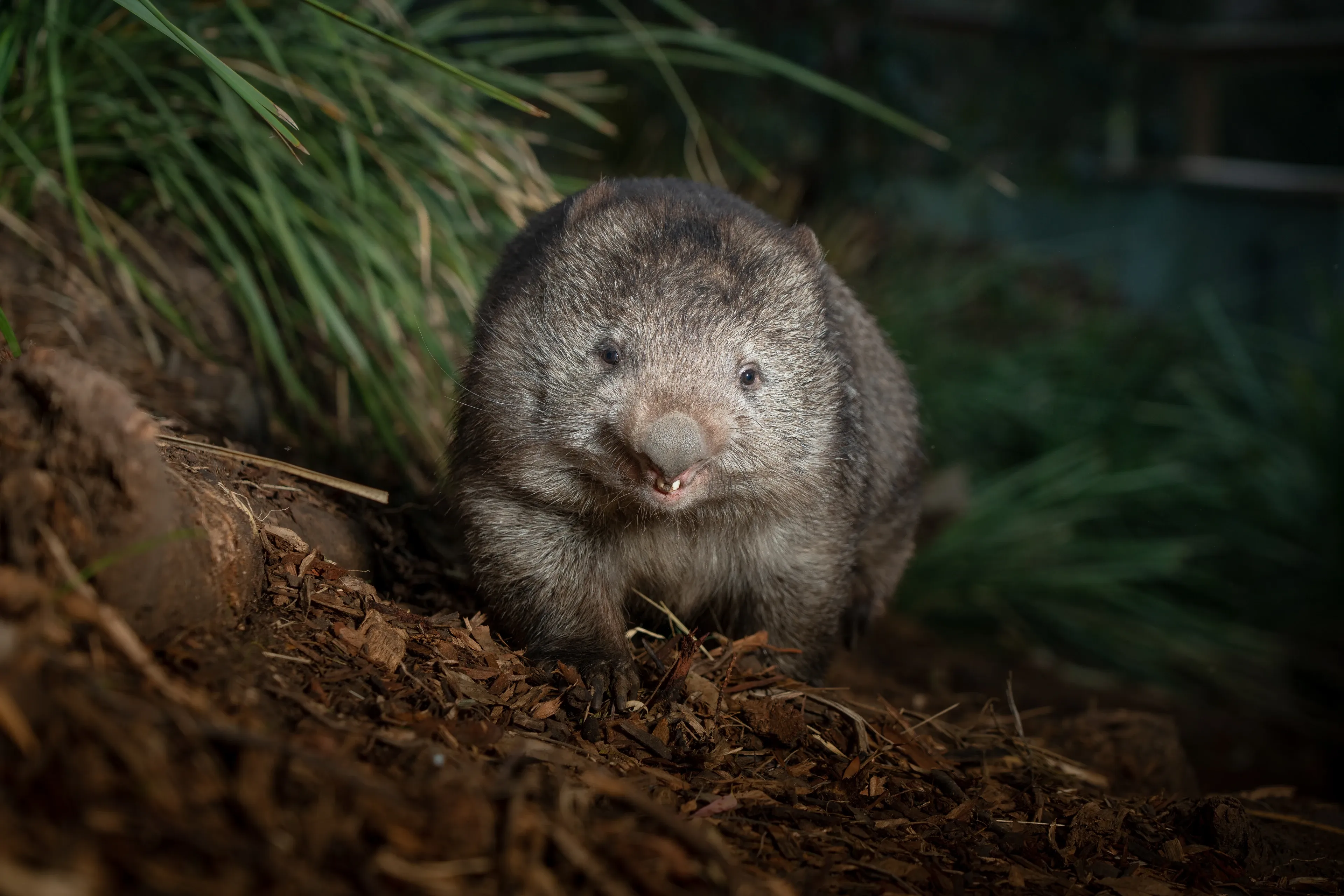 A round Common Wombat with thick grey-brown fur looks toward the camera on wood chips, its mouth slightly open. Green grass blurs behind it in the shade.