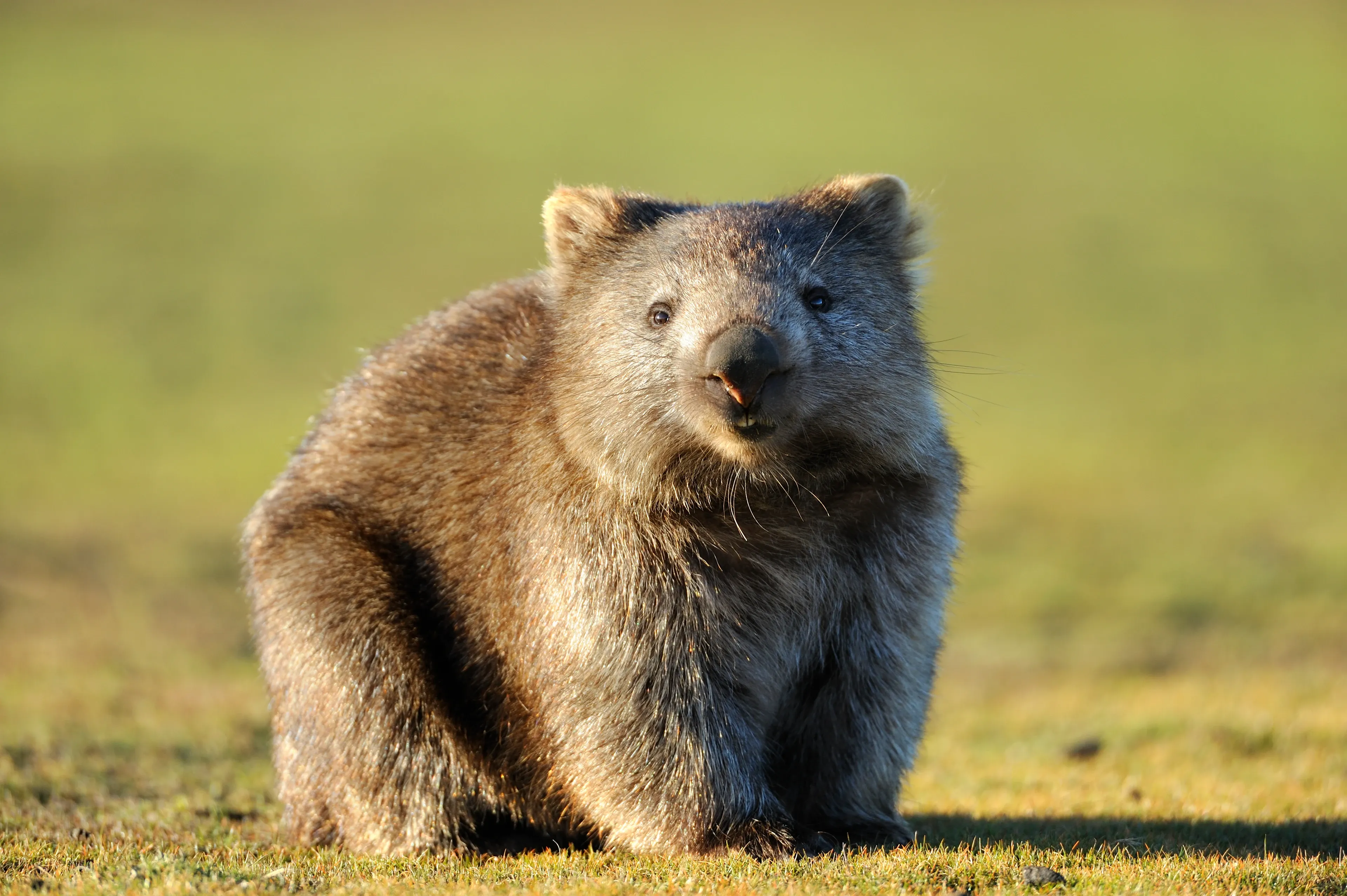 A stout Common Wombat sits in a grassy field facing the viewer, a scrap of dry grass in its mouth. Late-afternoon light picks out its coarse brown fur and leathery nose.