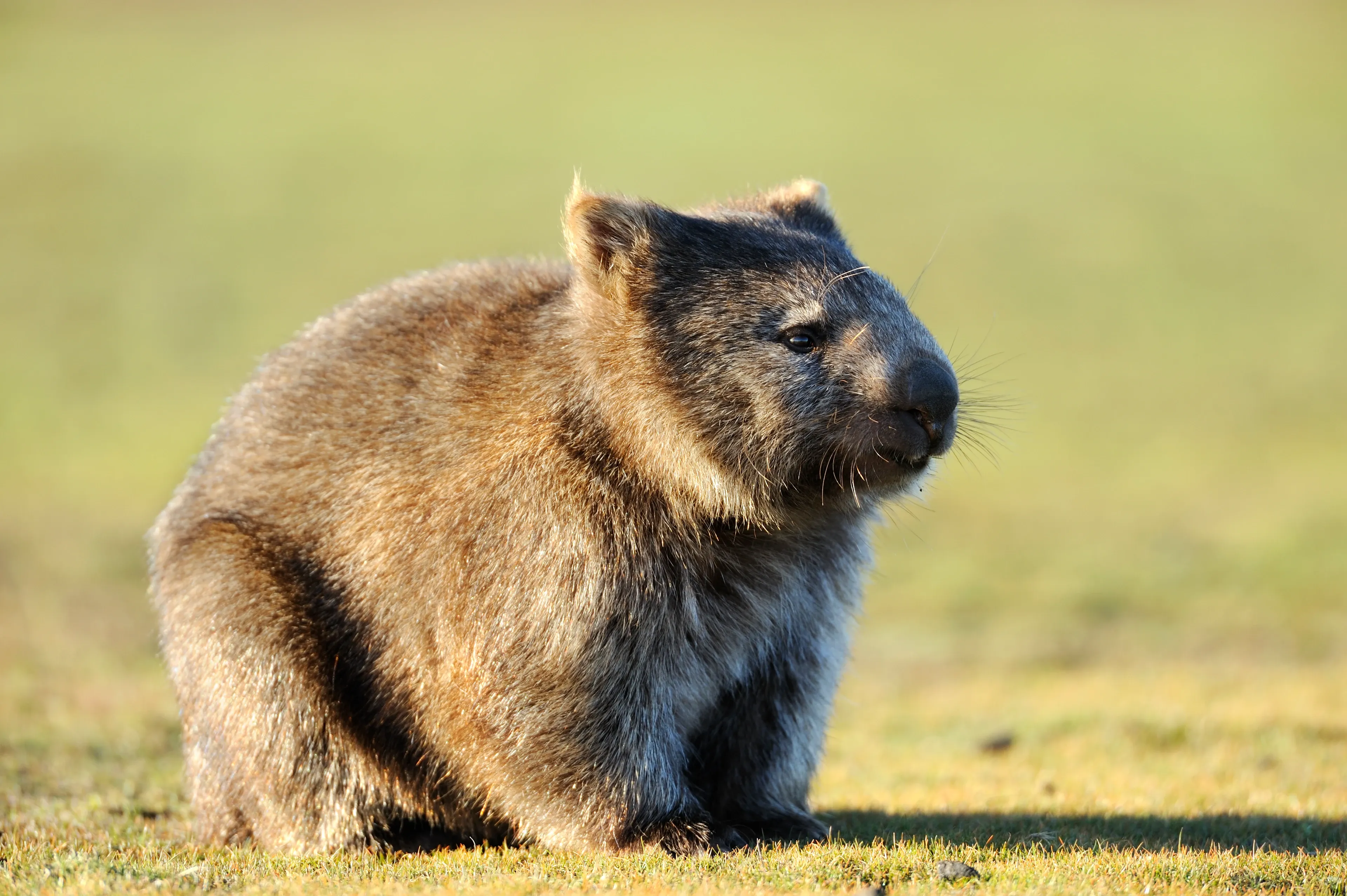 A sturdy Common Wombat with bristly brown fur sits in a sunlit green field, looking off to the side. Its small rounded ears and large dark nose stand out clearly.