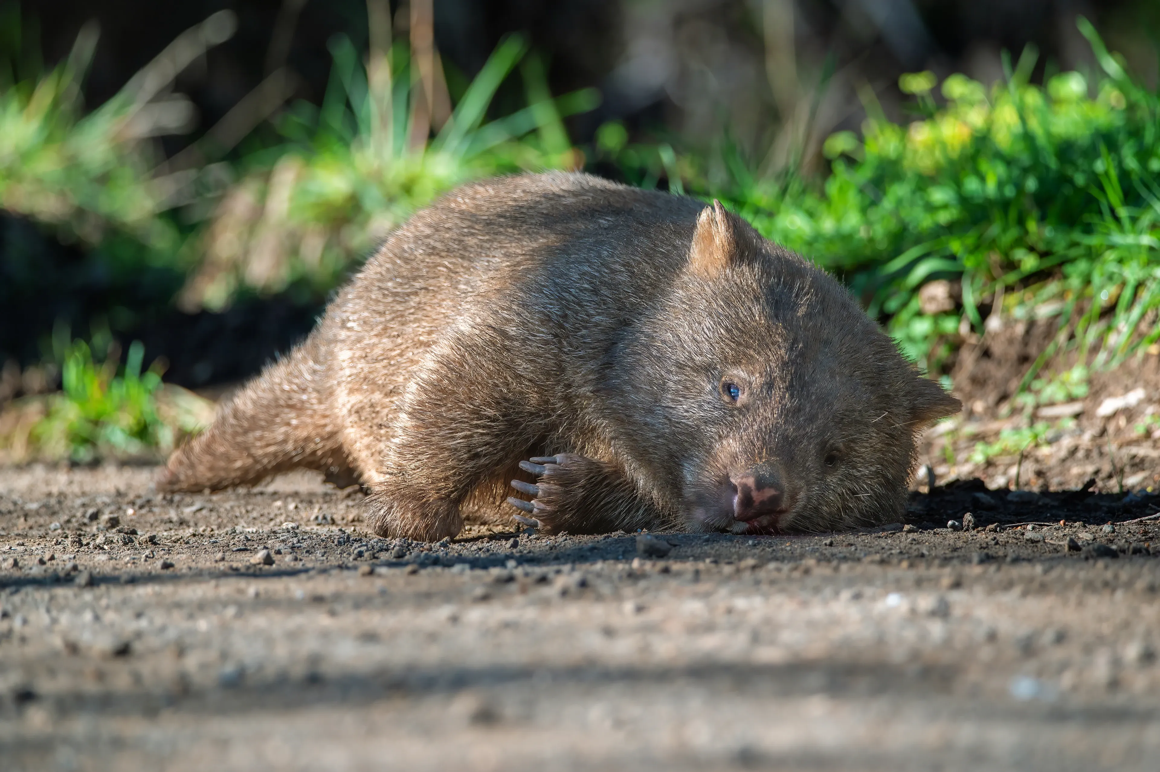 A round Common Wombat lies on its side on a sun-dappled dirt path, head resting on the ground. Sharp digging claws show on its paws beside a patch of green grass.