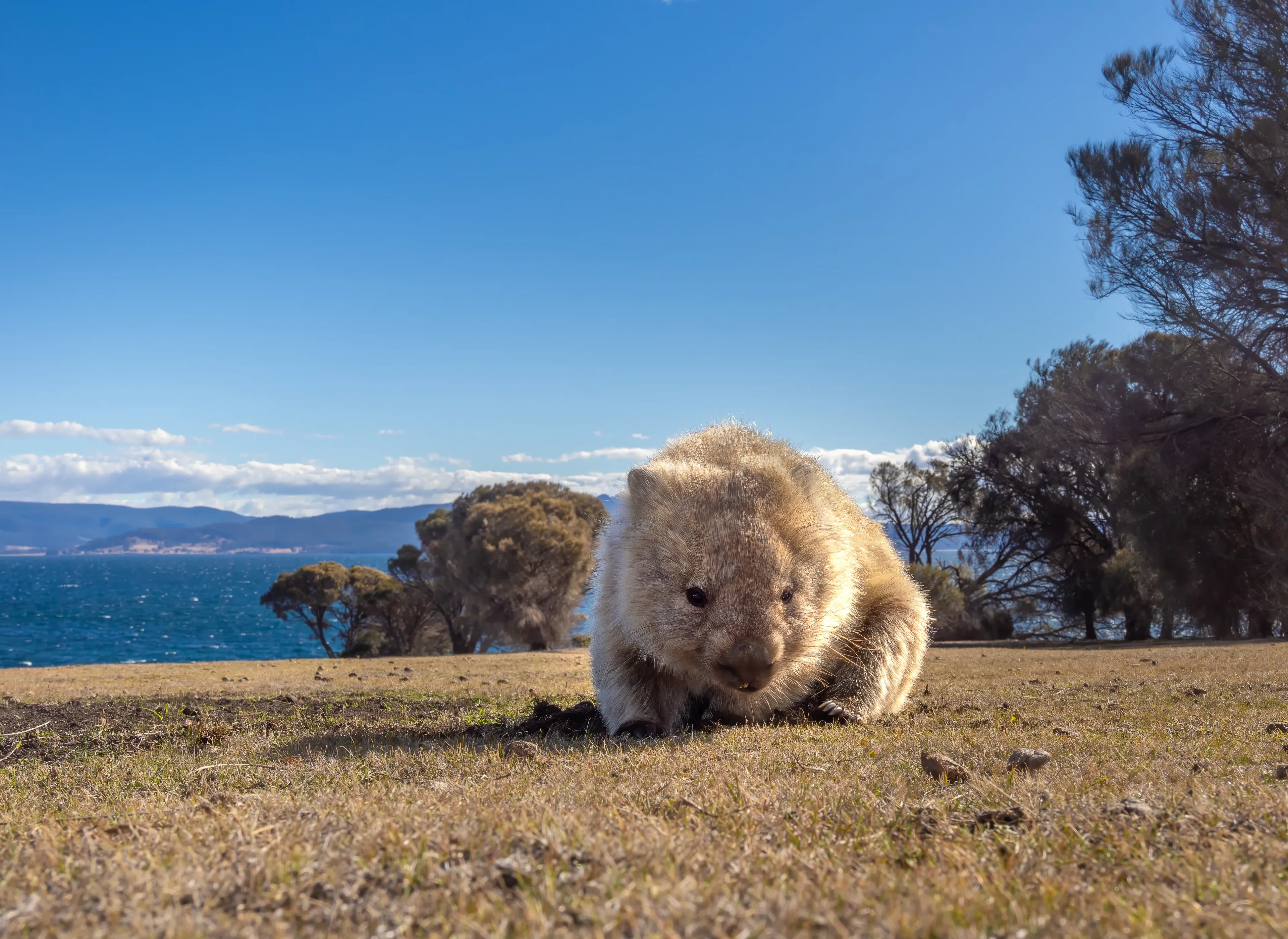 A sandy-brown Common Wombat crouches in short dry grass, facing the camera with a blunt dark snout. Blue water and distant hills stretch behind scrubby trees.