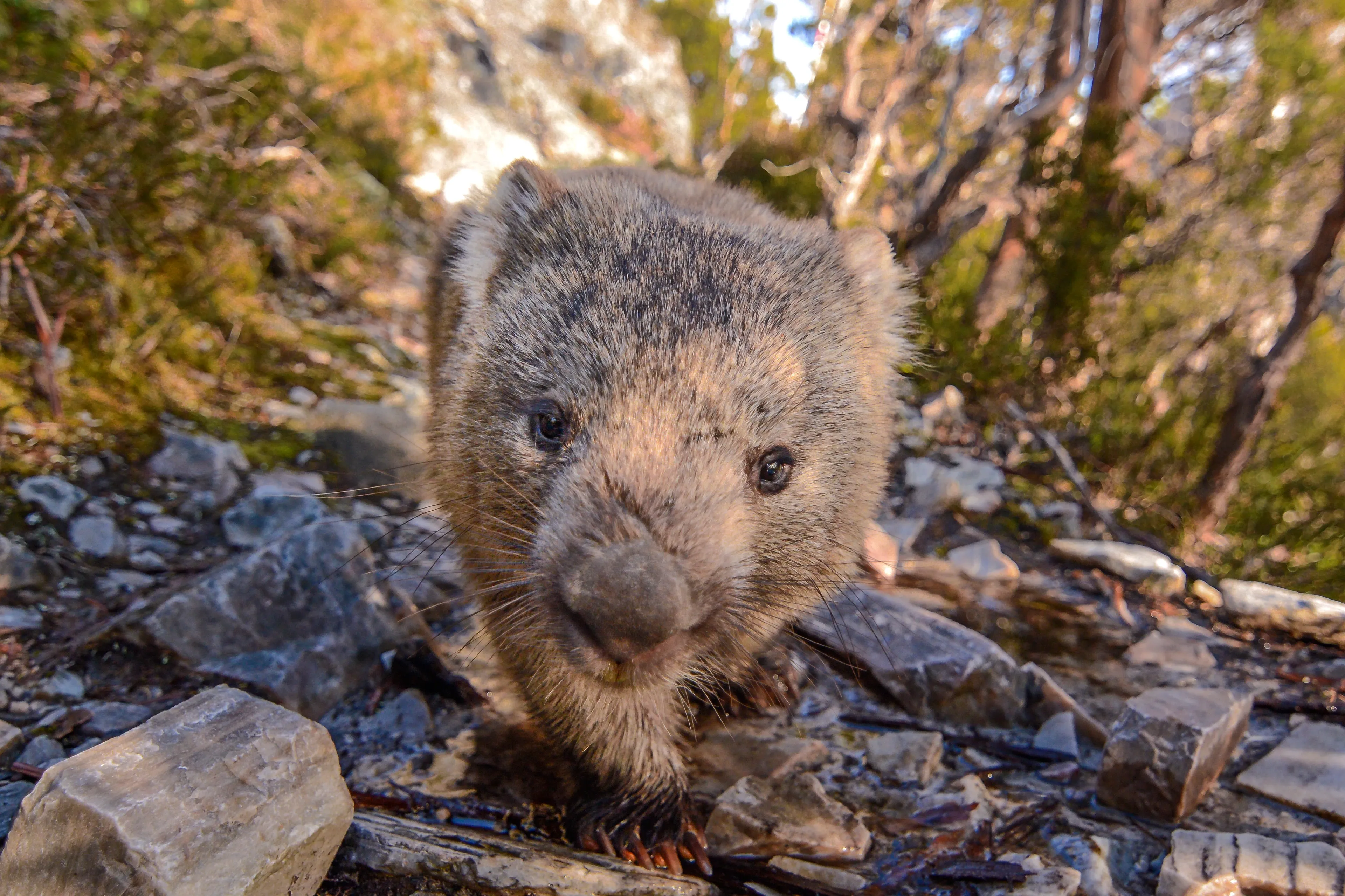 A Common Wombat walks toward the camera on a rocky path, one clawed front paw raised. Coarse brown-grey fur and a broad leathery nose fill the warm sunlight.