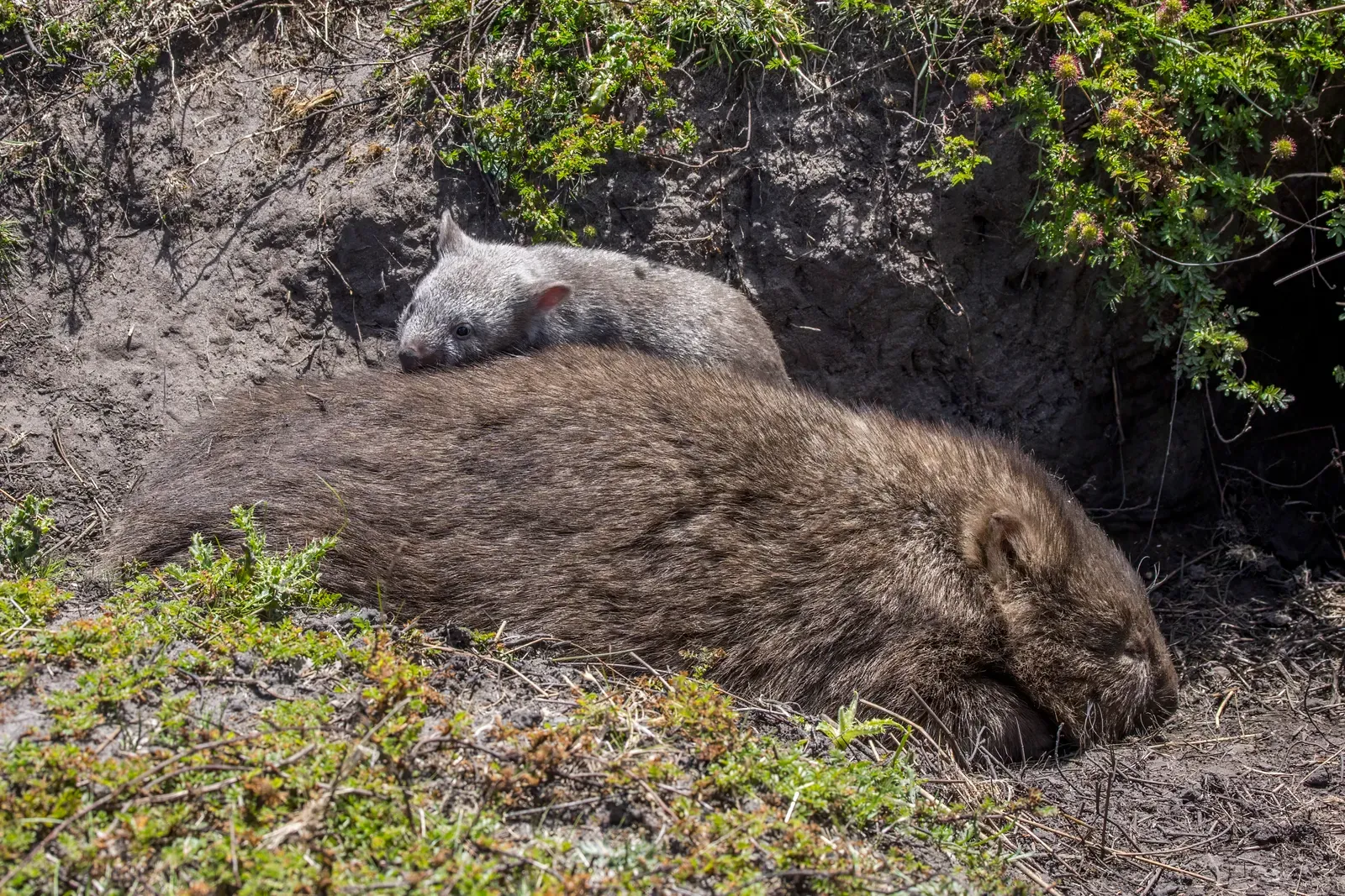 A mother common wombat resting at her burrow entrance with a small furry joey lying across her back.
