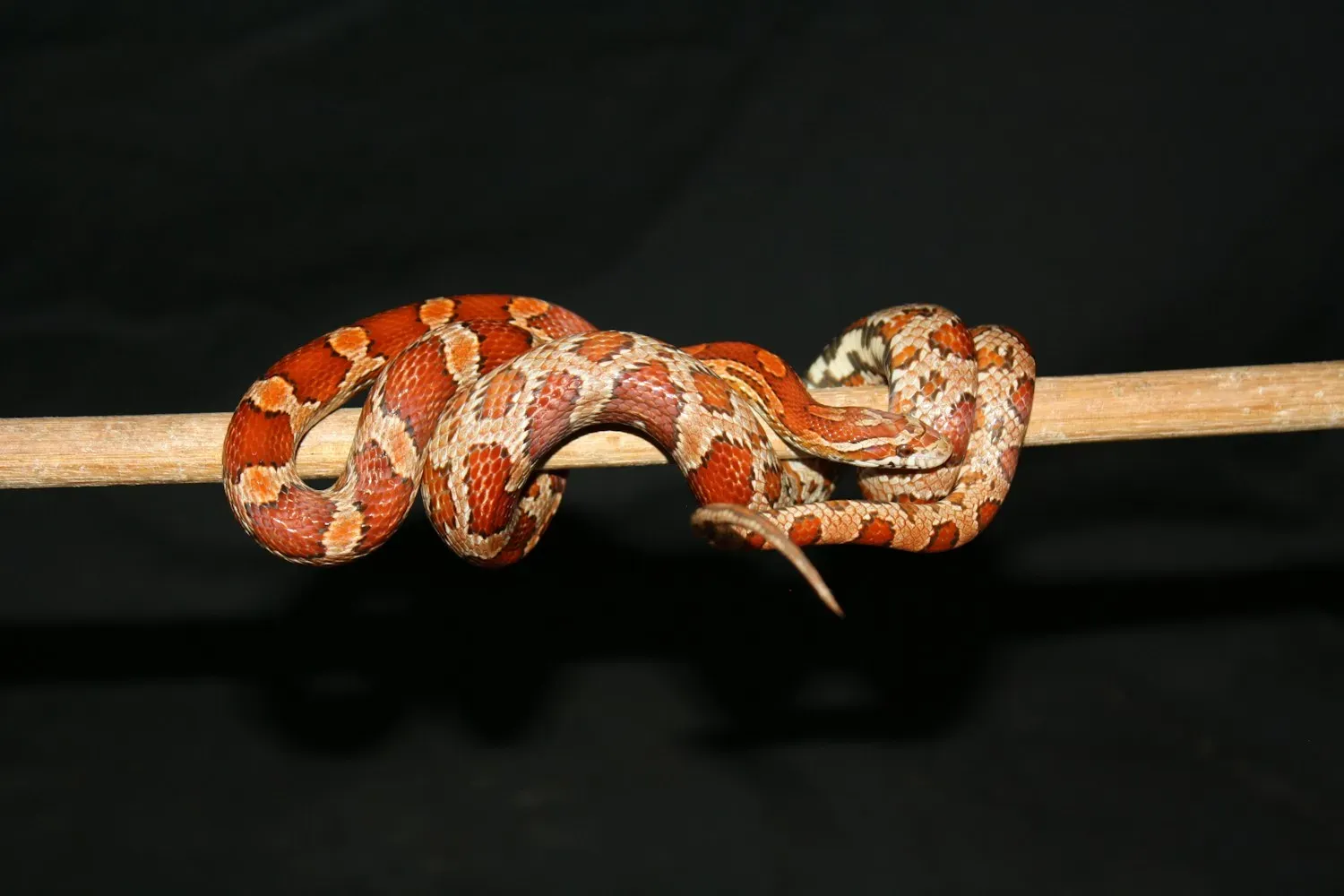 An orange corn snake with red-brown saddle blotches edged in black, coiled around a thin wooden perch.