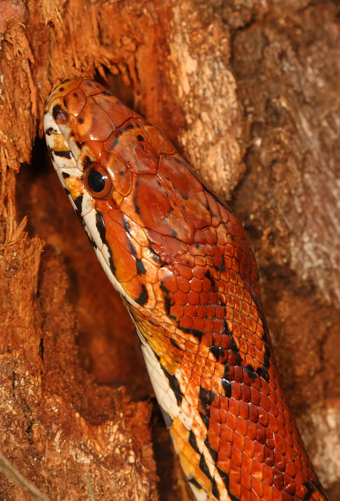 Close-up of an orange corn snake's head and patterned scales beside rough tree bark.