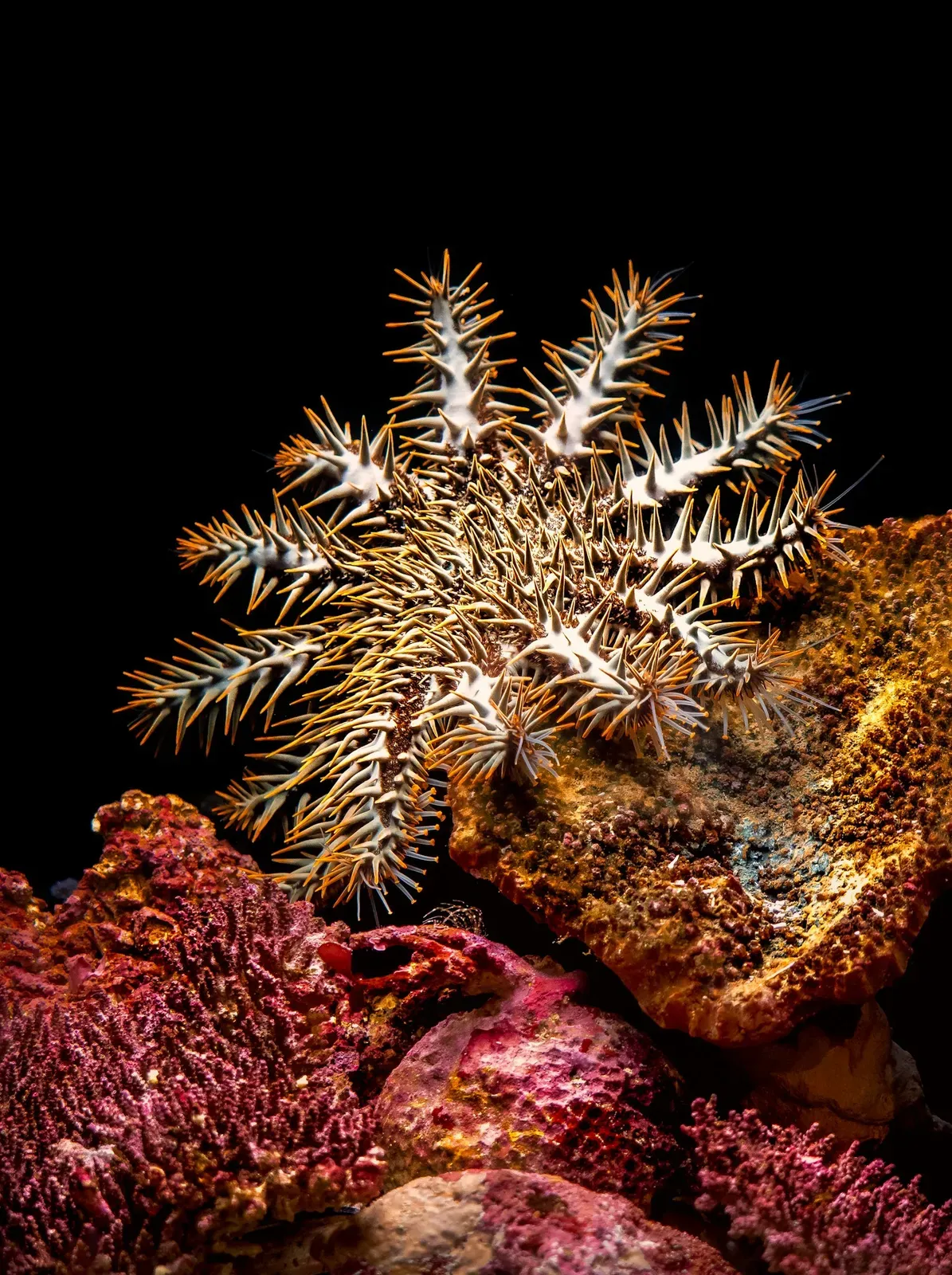 A crown-of-thorns starfish covered in long orange-tipped spines, spread over a colourful coral reef.