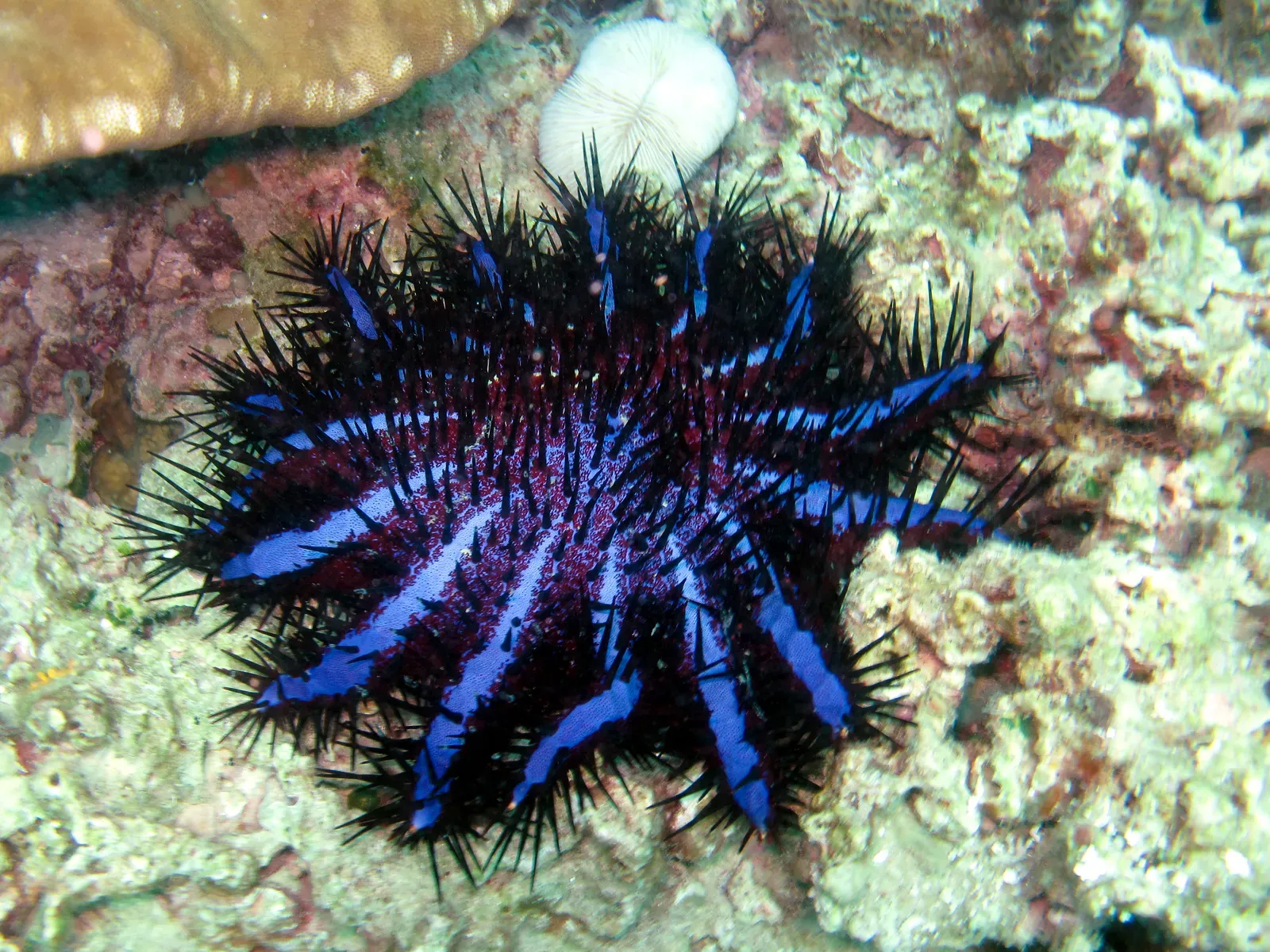 A blue-and-purple crown-of-thorns starfish covered in long black spines on a coral reef.