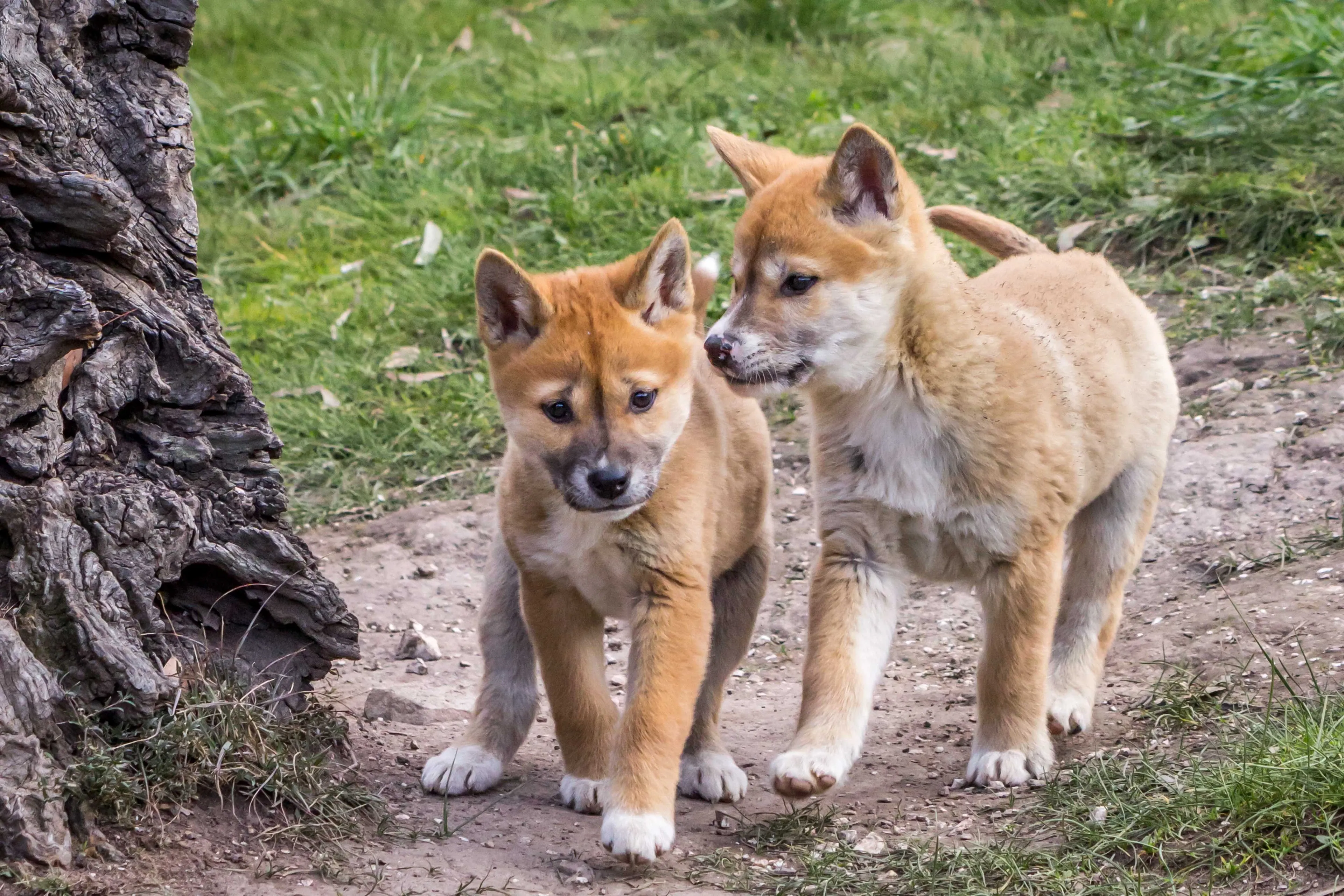 Two dingo puppies with tan fur and white paws walking together on a dirt path beside a large tree trunk.