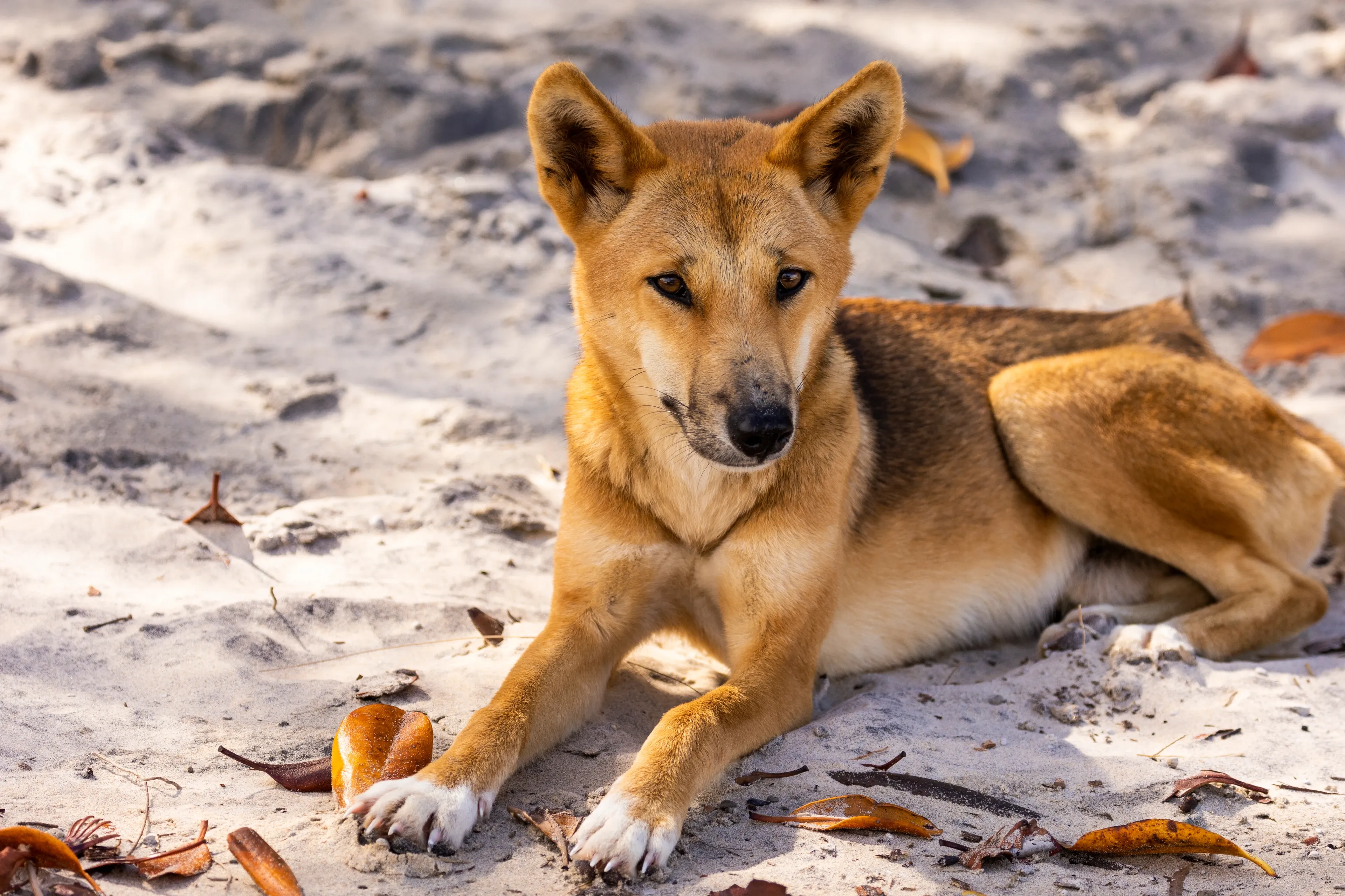 A ginger and black dingo lying on light sand with white-socked paws extended, resting under dappled sunlight among dry leaves.