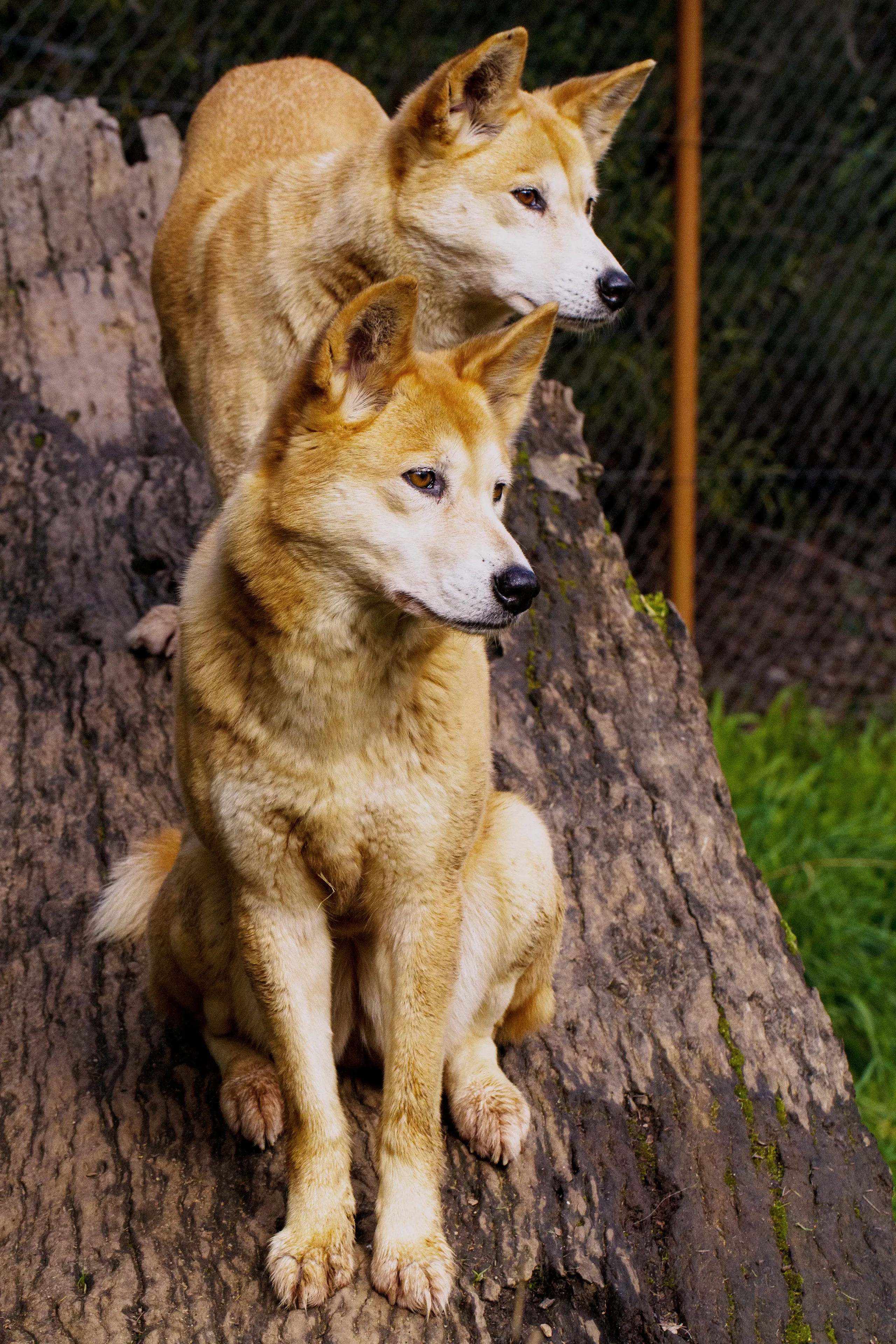 Two dingoes with golden-ginger fur and white facial markings sitting and standing on a large fallen log in an outdoor enclosure.