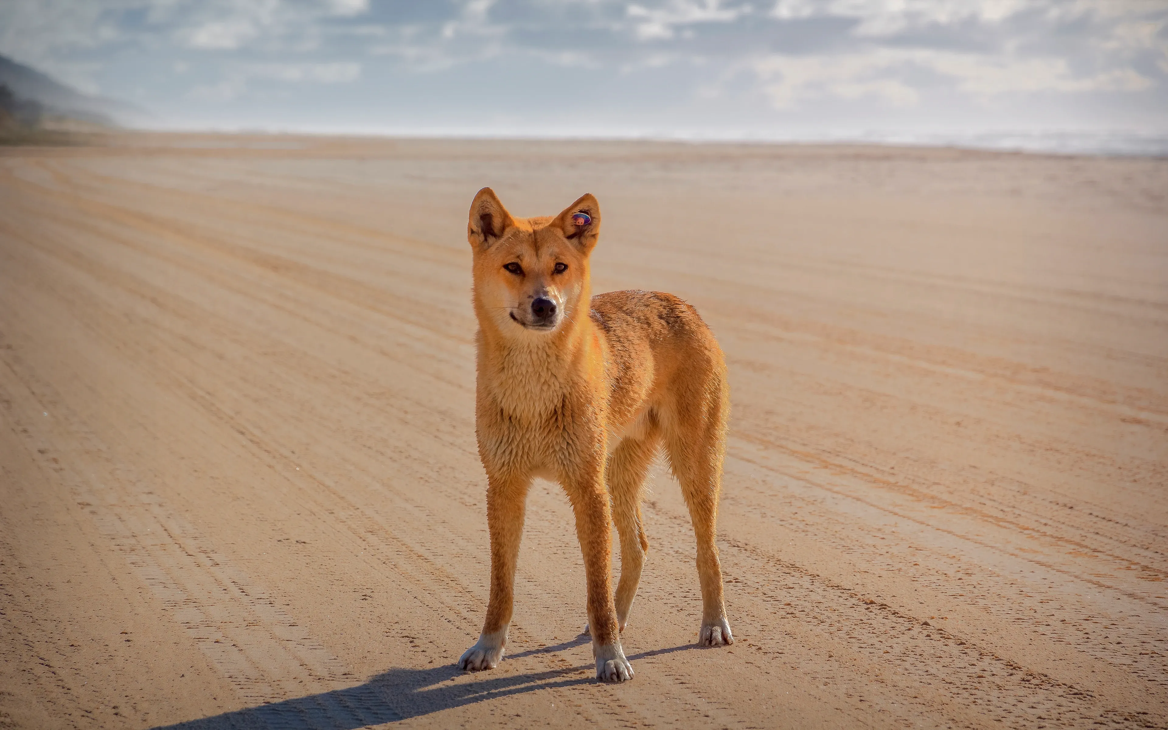 A sandy-gold dingo standing on bare earth, looking back over its shoulder with upright pointed ears and a bushy tail.