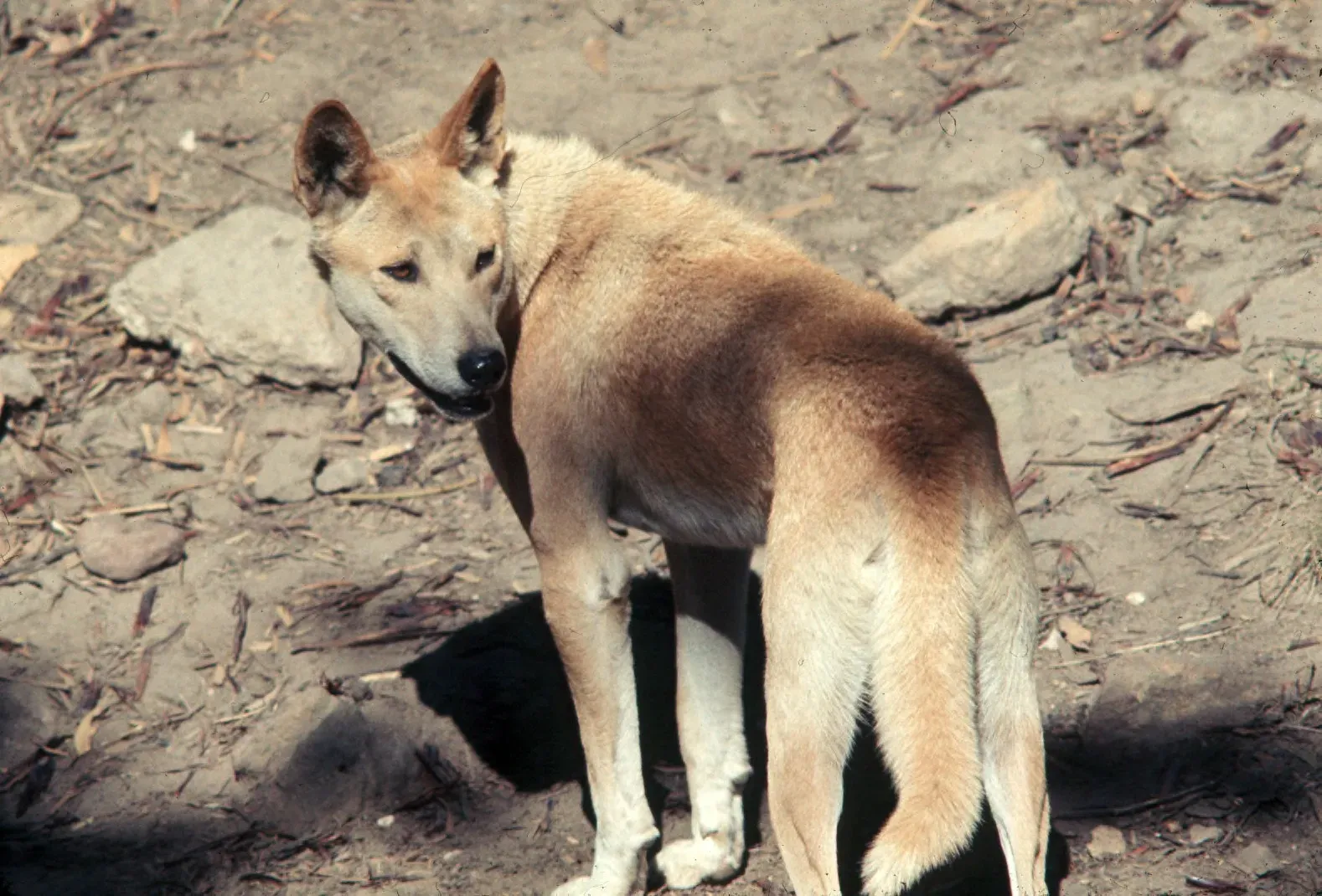 A sandy-gold dingo standing on bare earth, looking back over its shoulder with upright pointed ears and a bushy tail.