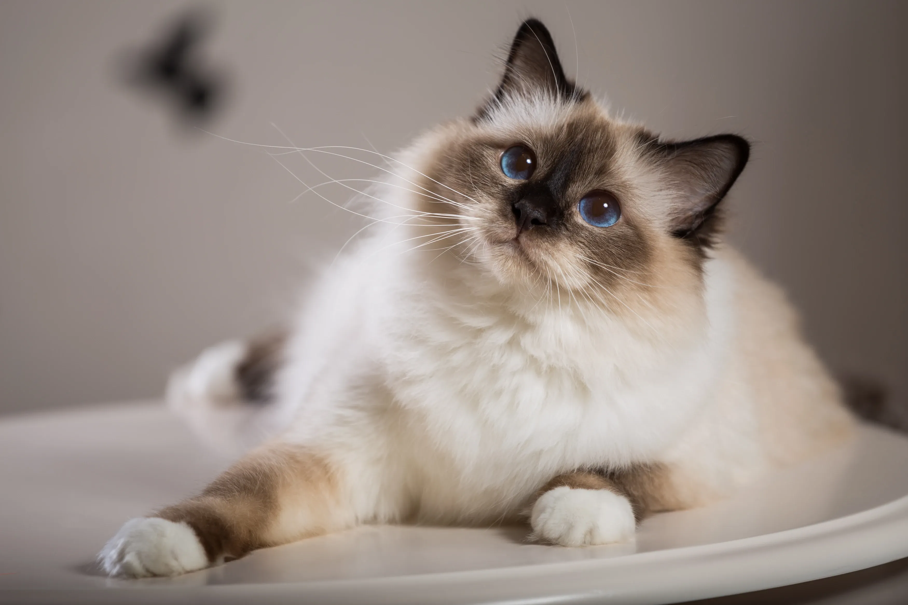 A fluffy seal-point Birman cat with bright blue eyes and white paws lies on a reflective white surface, looking up and to the left.