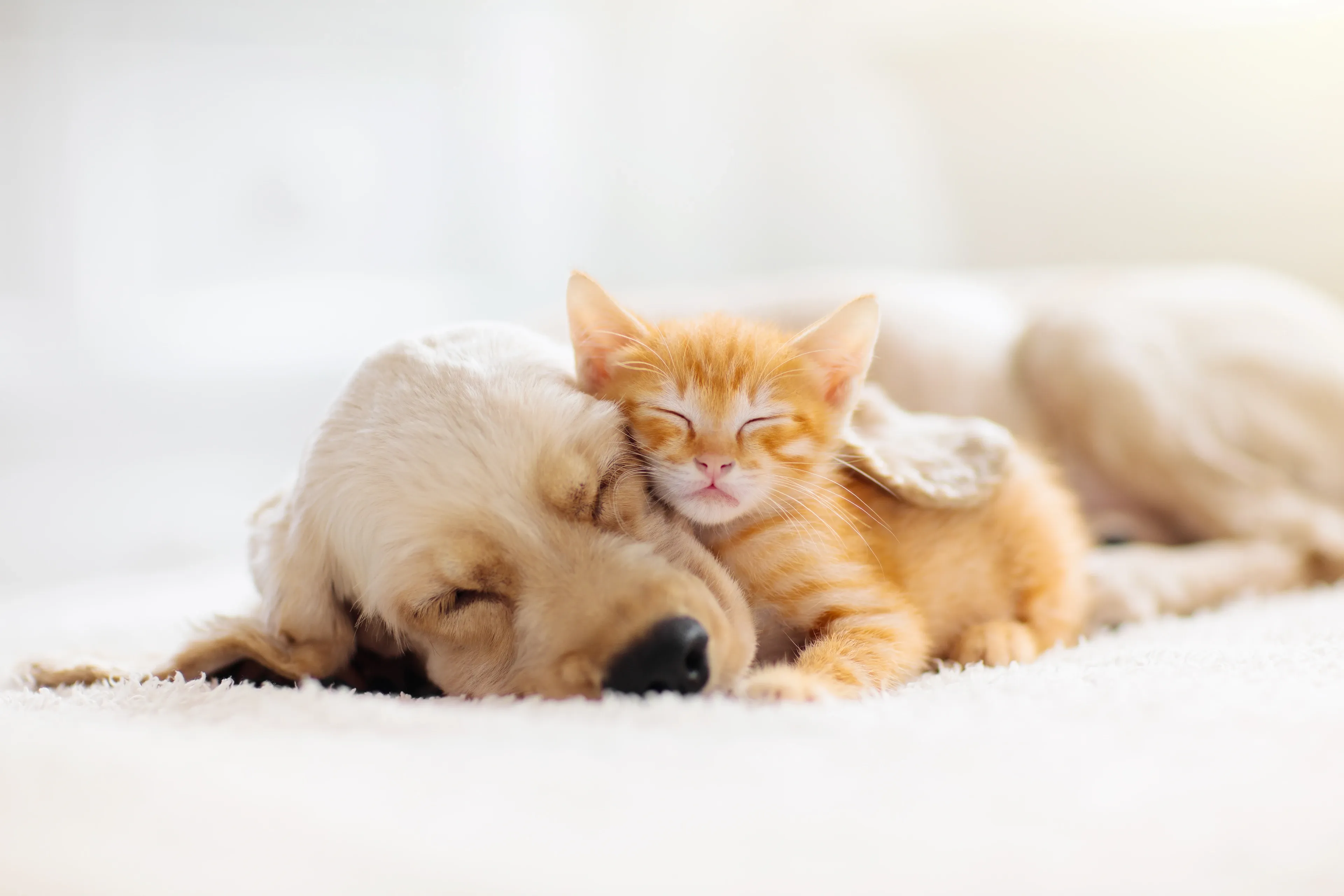 A ginger tabby kitten snuggles against the cheek of a pale golden dog sleeping on a soft white rug.