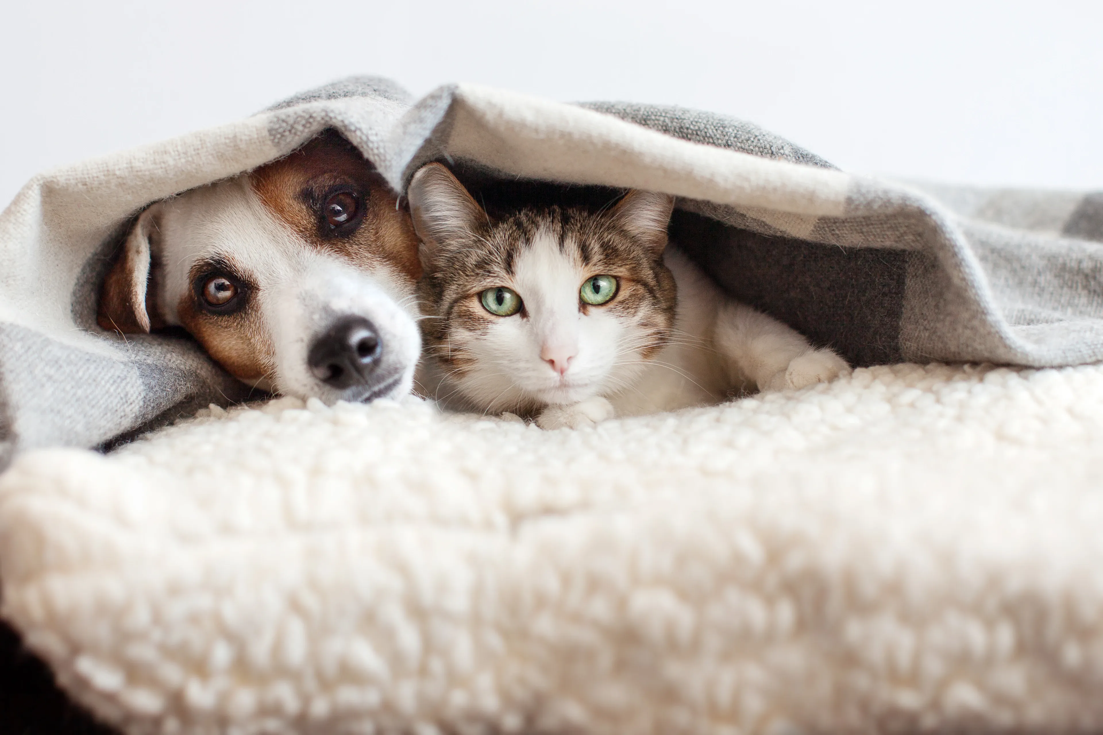 A tabby-and-white cat with green eyes peeks out from under a grey checkered blanket beside a brown-and-white dog, both resting their chins on a cream fleece bed.
