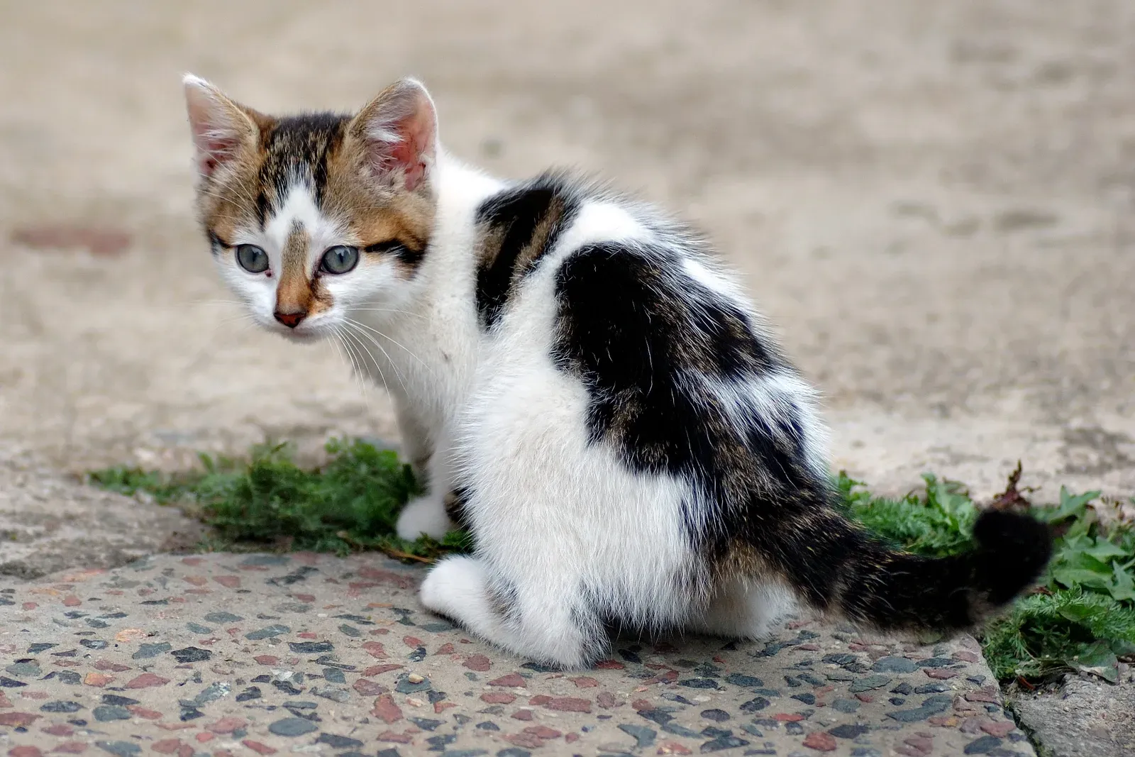 A small tabby-and-white kitten sitting on a stone path, looking back over its shoulder toward the camera.