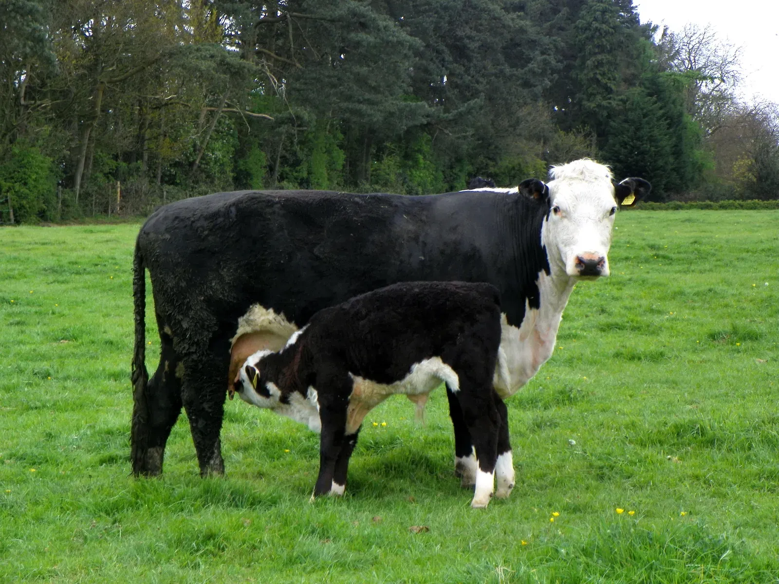 A black-and-white cow standing in a green field with its young calf nursing close beside her.