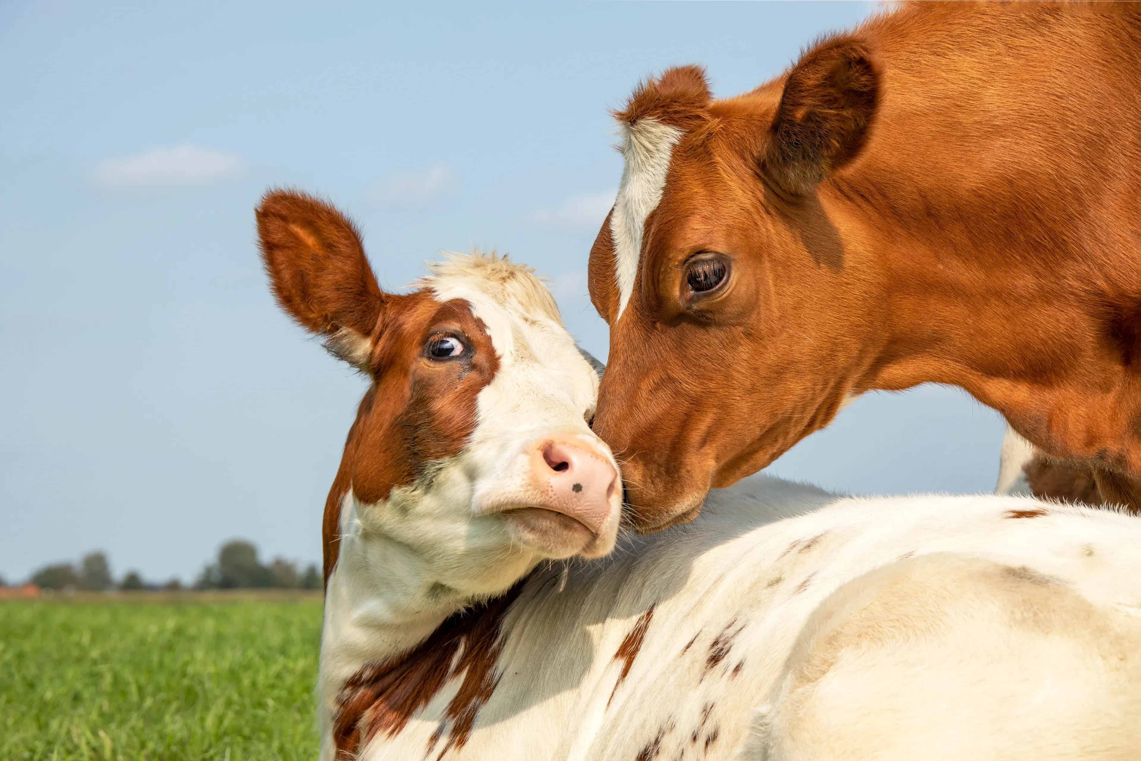 Two brown-and-white cows close together in a green pasture under a blue sky, one nuzzling the other.