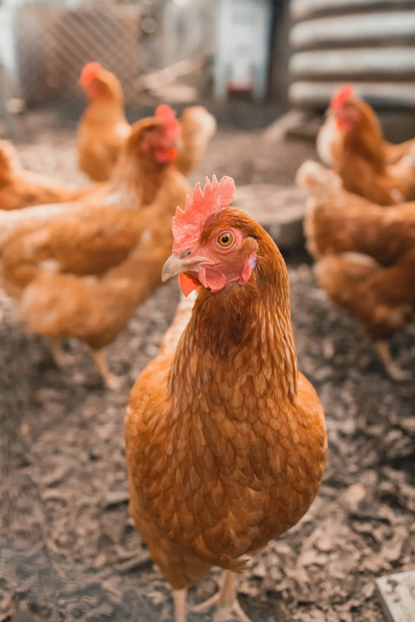 A brown hen with a red comb and wattles standing in a farmyard, with more brown hens behind her.