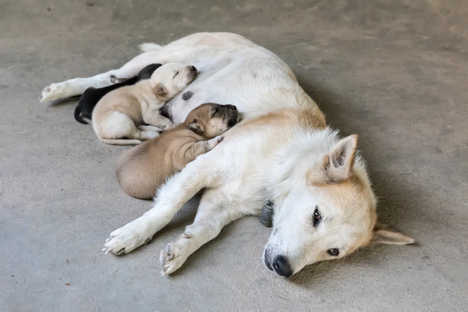 A pale mother dog lying on the floor while her small puppies snuggle in and nurse against her side.