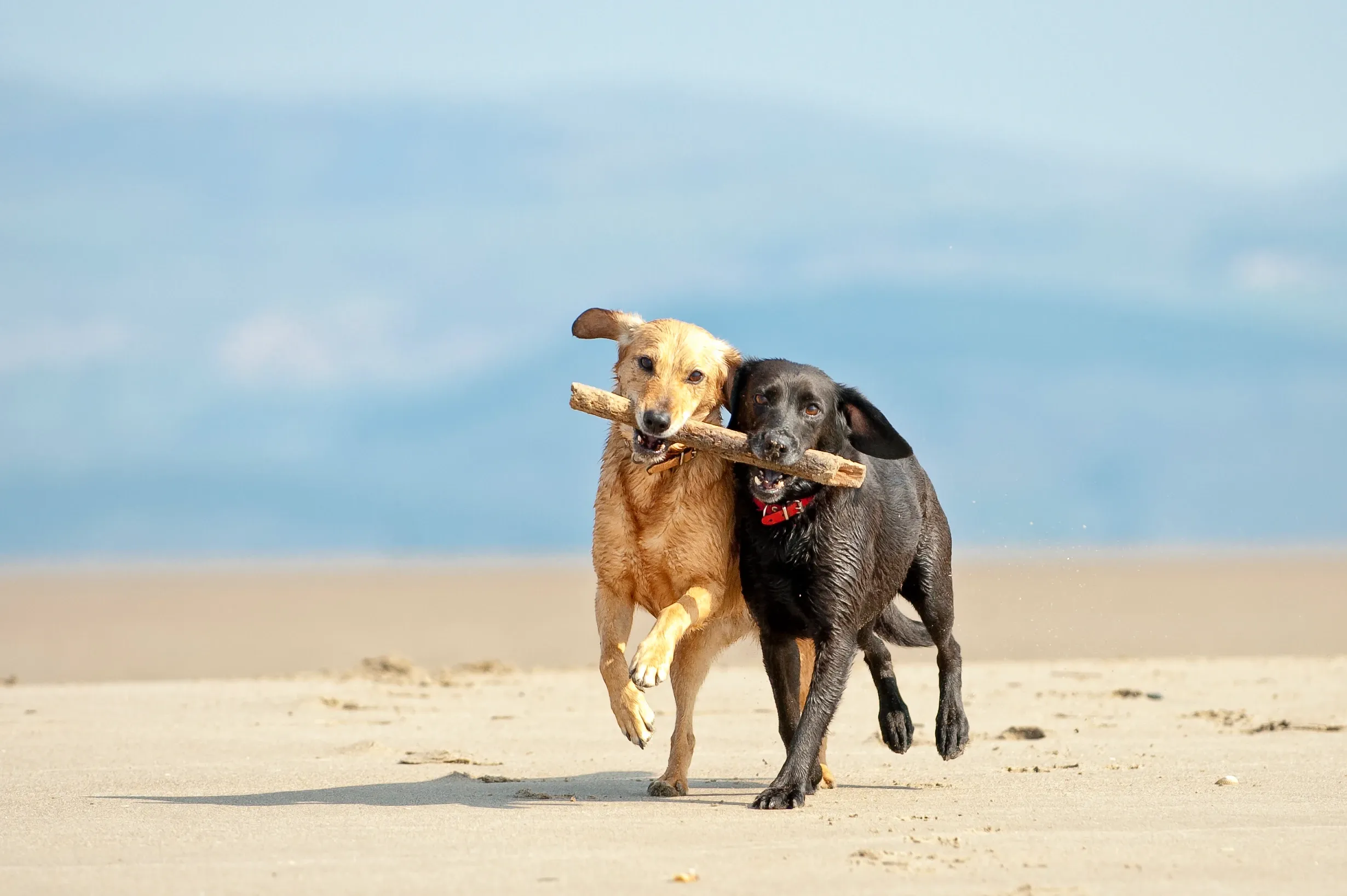 A golden dog and a black Labrador running side by side on a sandy beach while sharing a wooden stick.