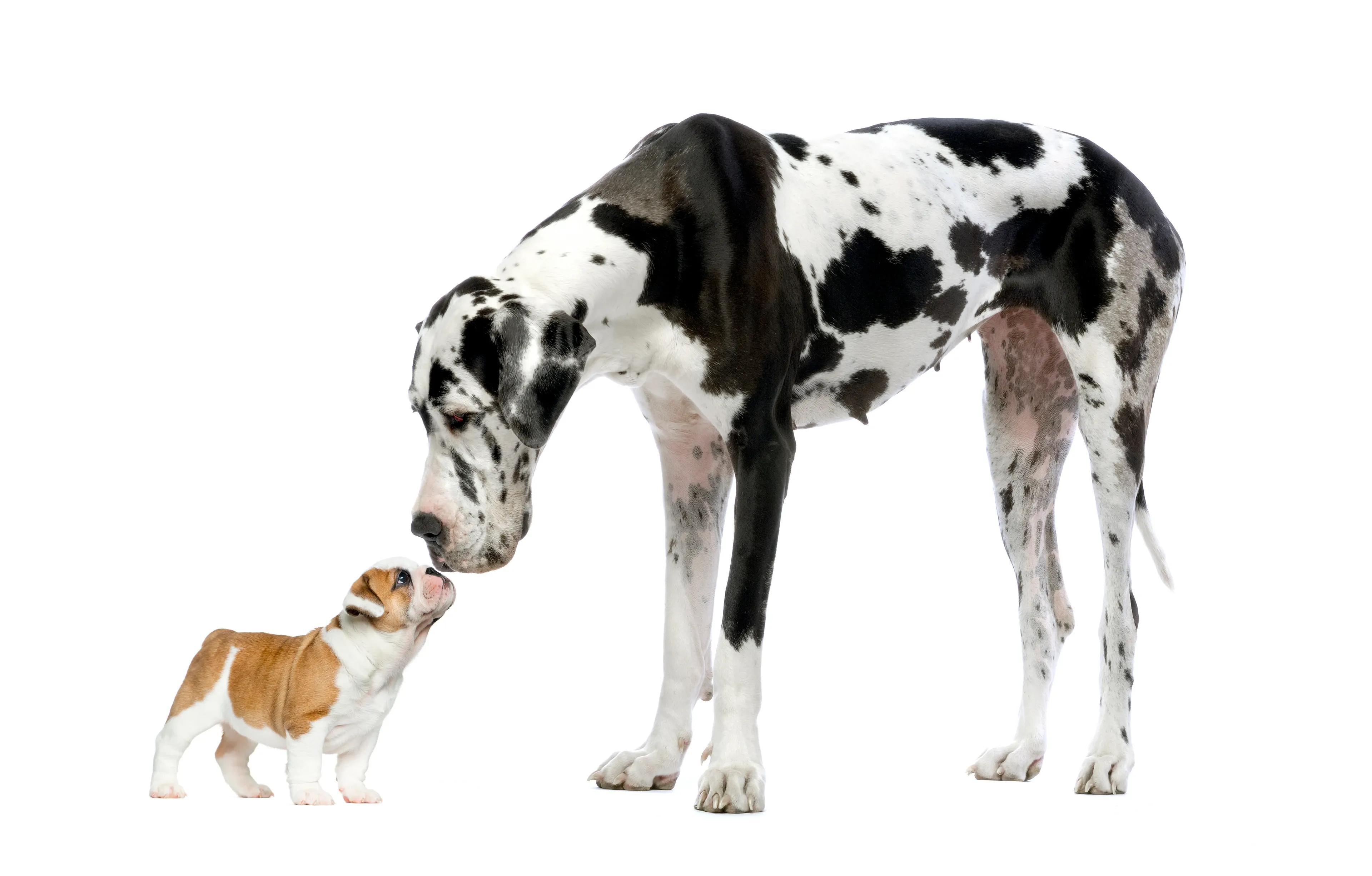 A large black-and-white Harlequin Great Dane leans down to touch noses with a small brown-and-white Bulldog puppy on a white background.