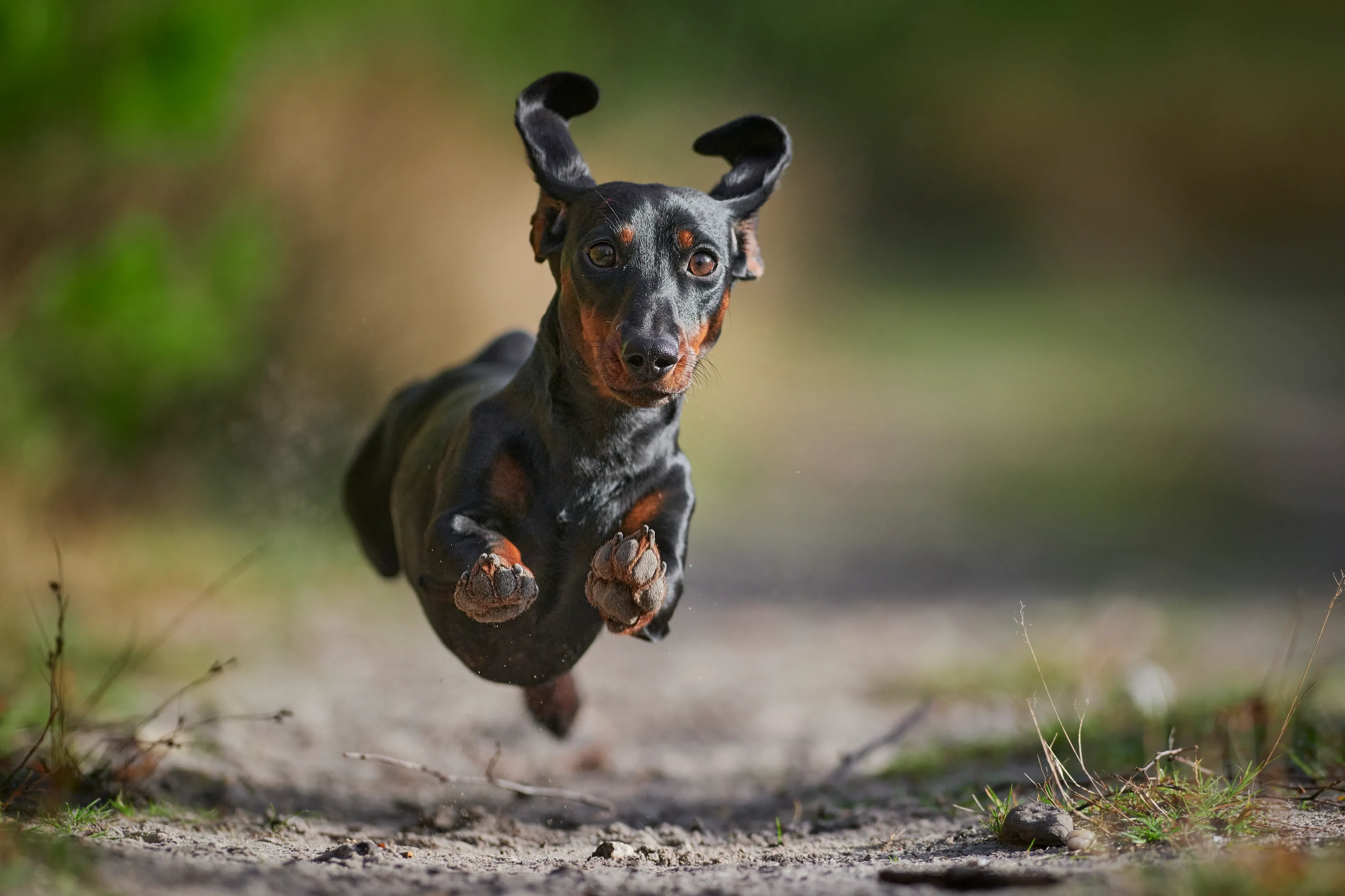 A black and tan dachshund leaps toward the camera while running on a dirt path, captured mid-air with ears flopping up.