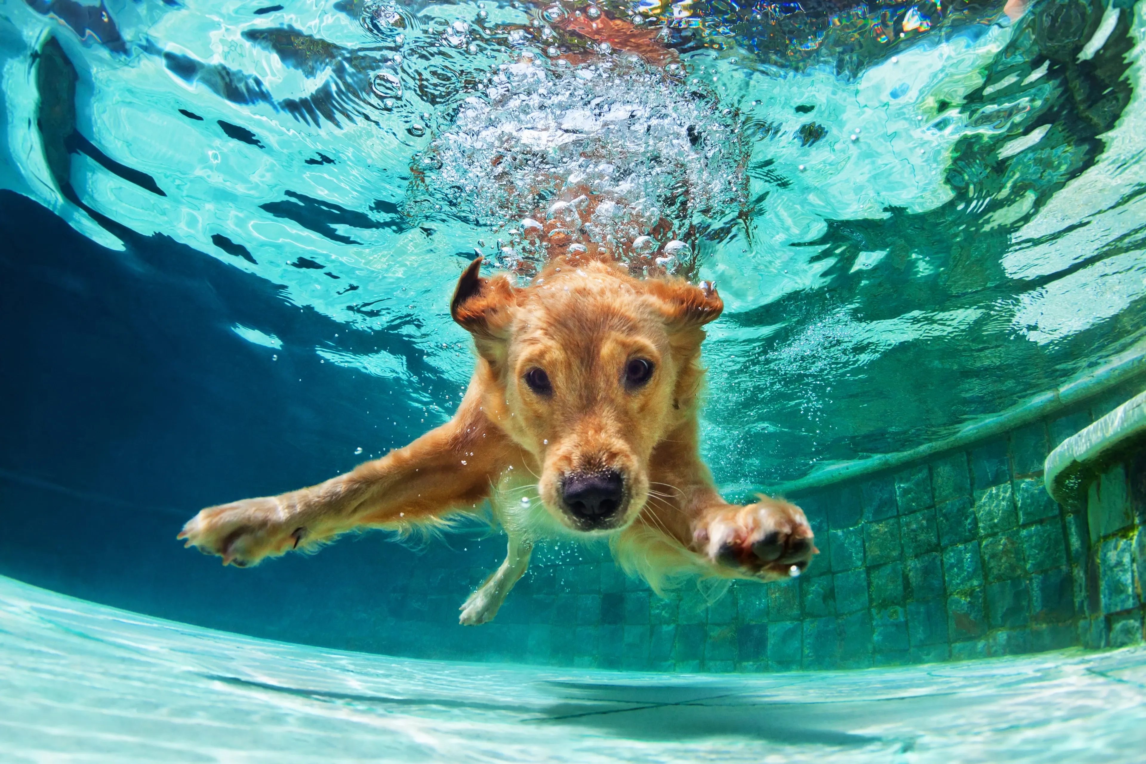 A golden retriever swimming underwater toward the camera in a clear blue pool, with bubbles rising from its head.