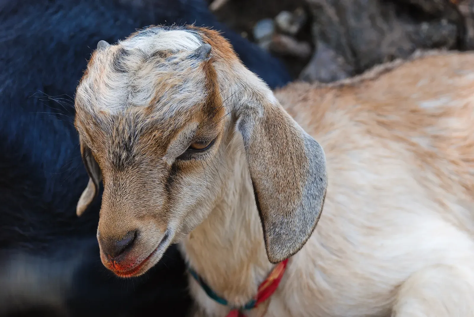 A close-up of a tan-and-white domestic goat facing the camera, with pale amber eyes, horizontal pupils, and a soft green pasture blurred behind it.